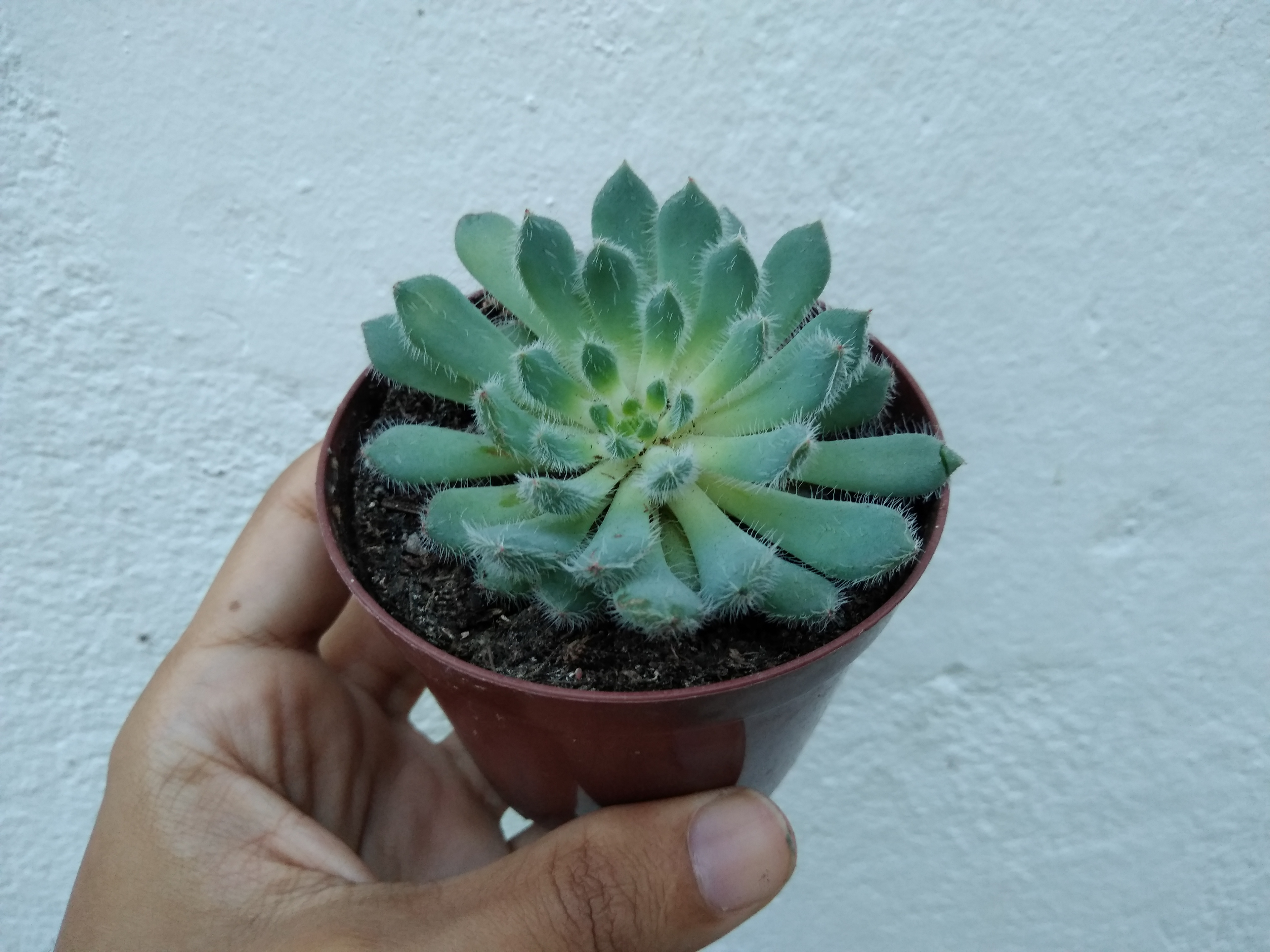 41 - Echeveria setosa deminuta