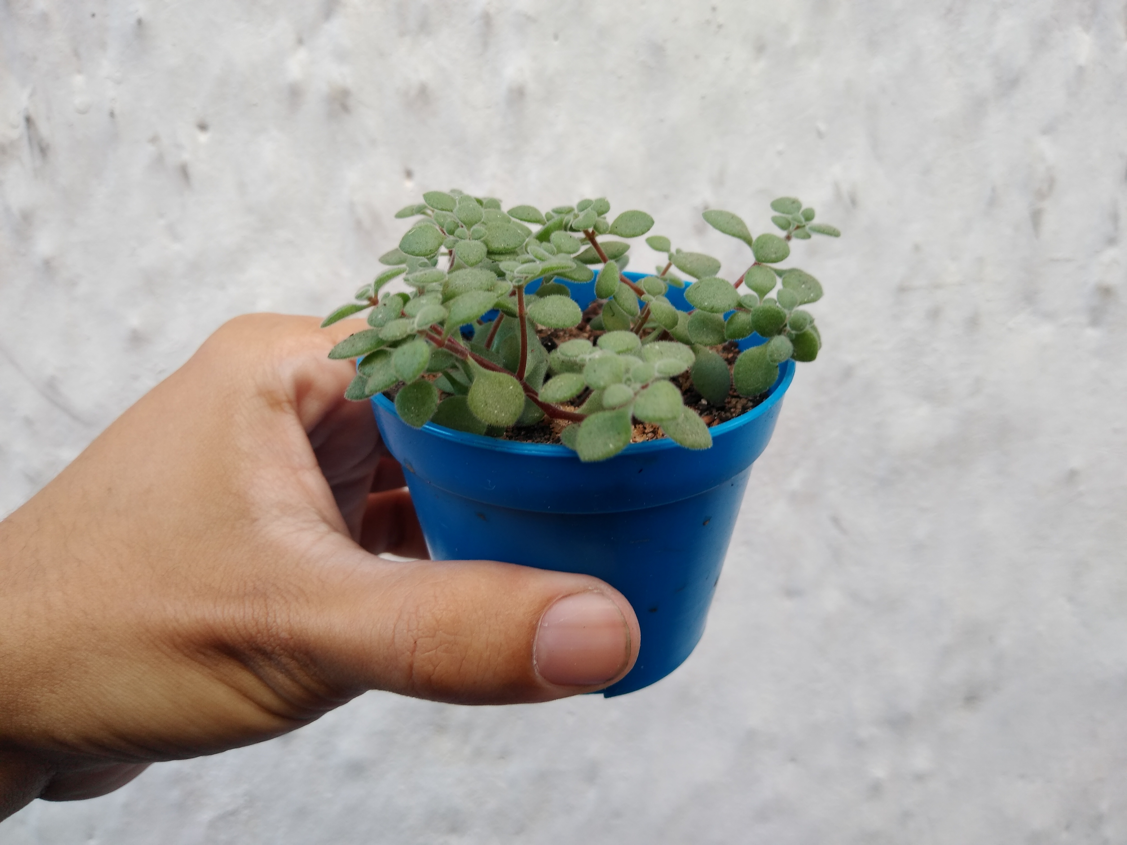 19 - Crassula Expansa Aiton