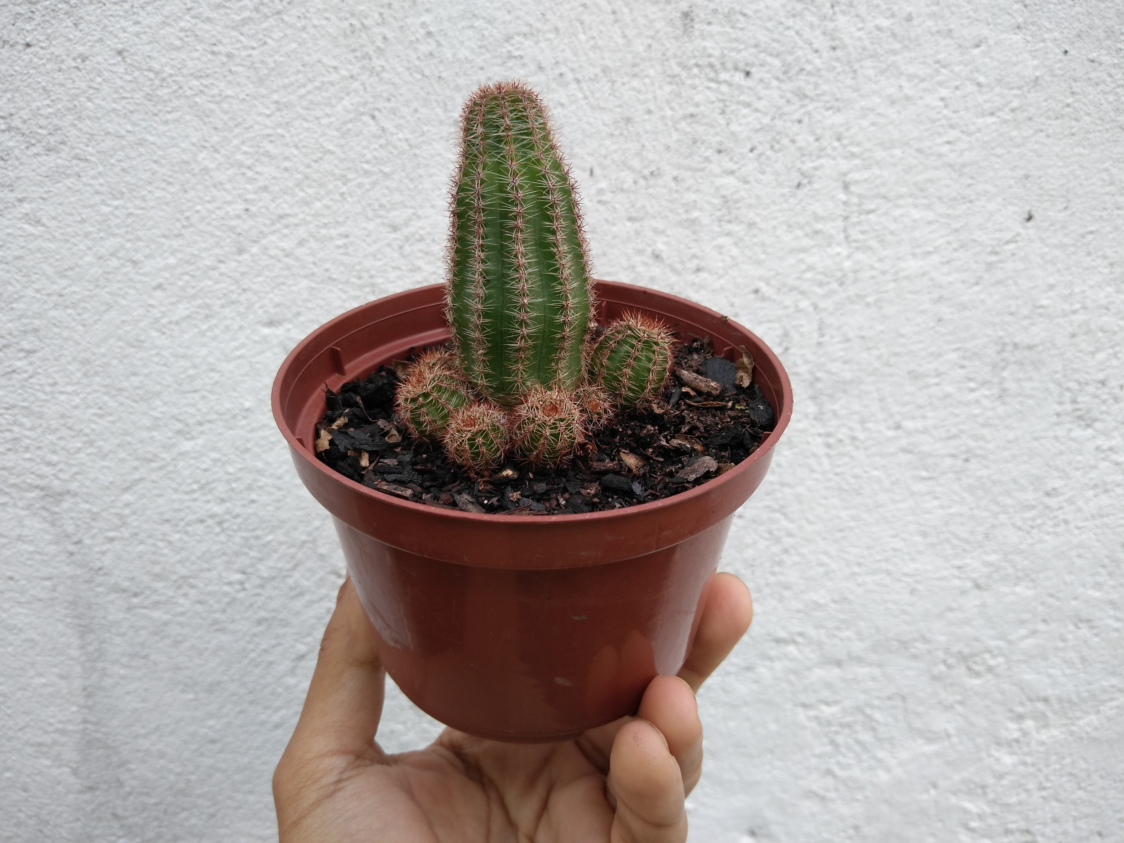 20 - Echinopsis chamaelobivia