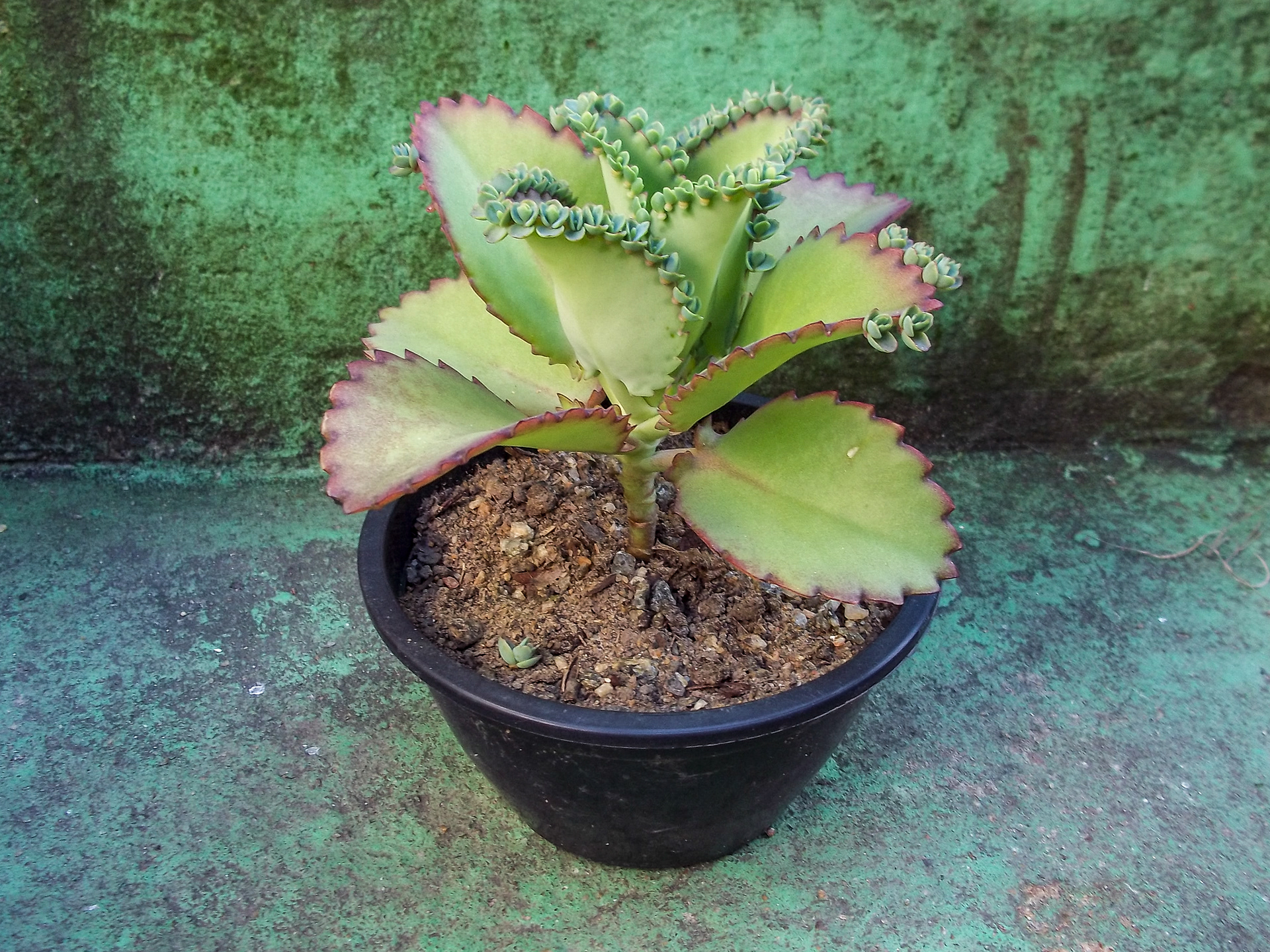 34 - Kalanchoe laetivirens