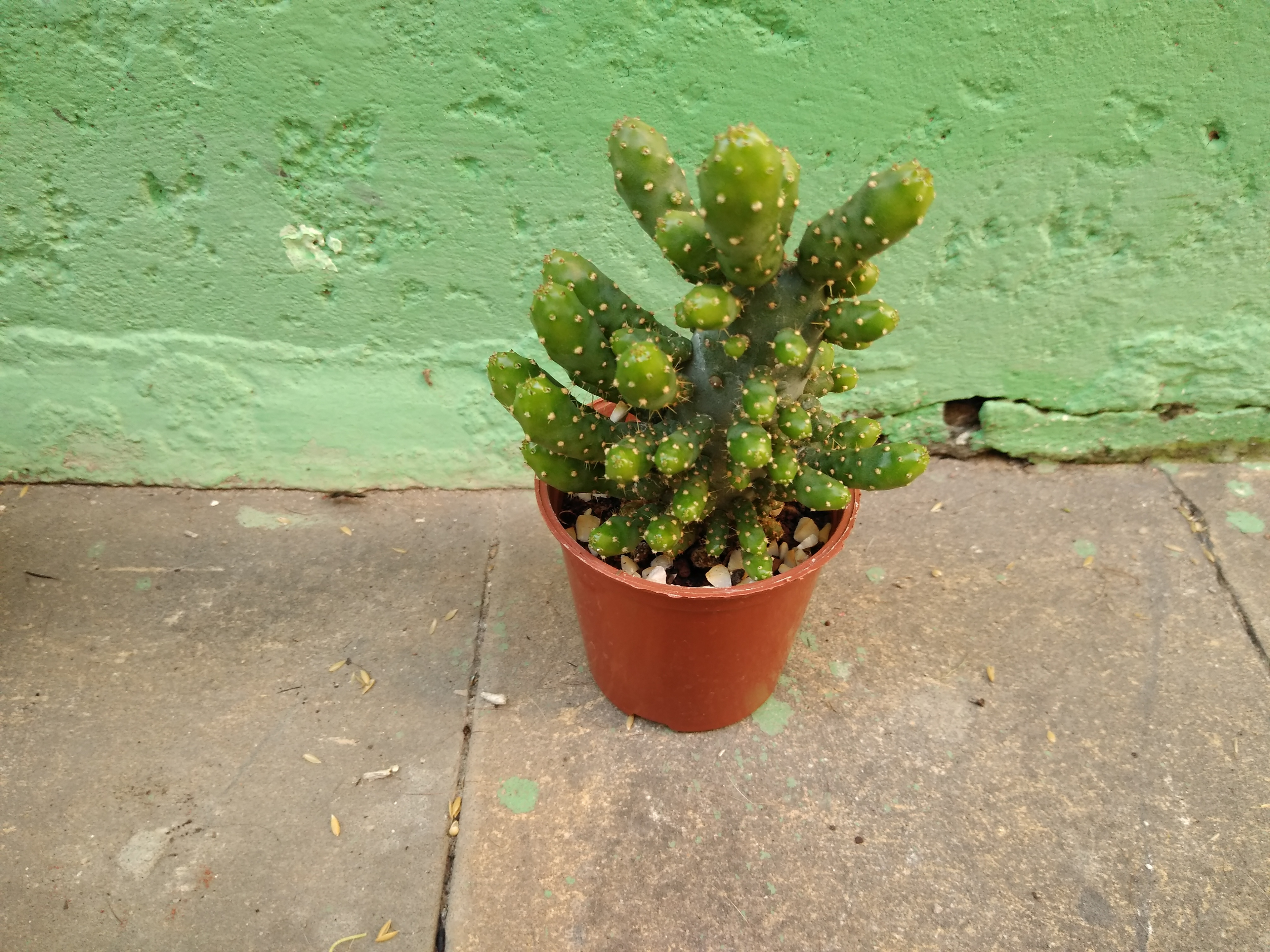 32 - Opuntia monacantha monstruosa