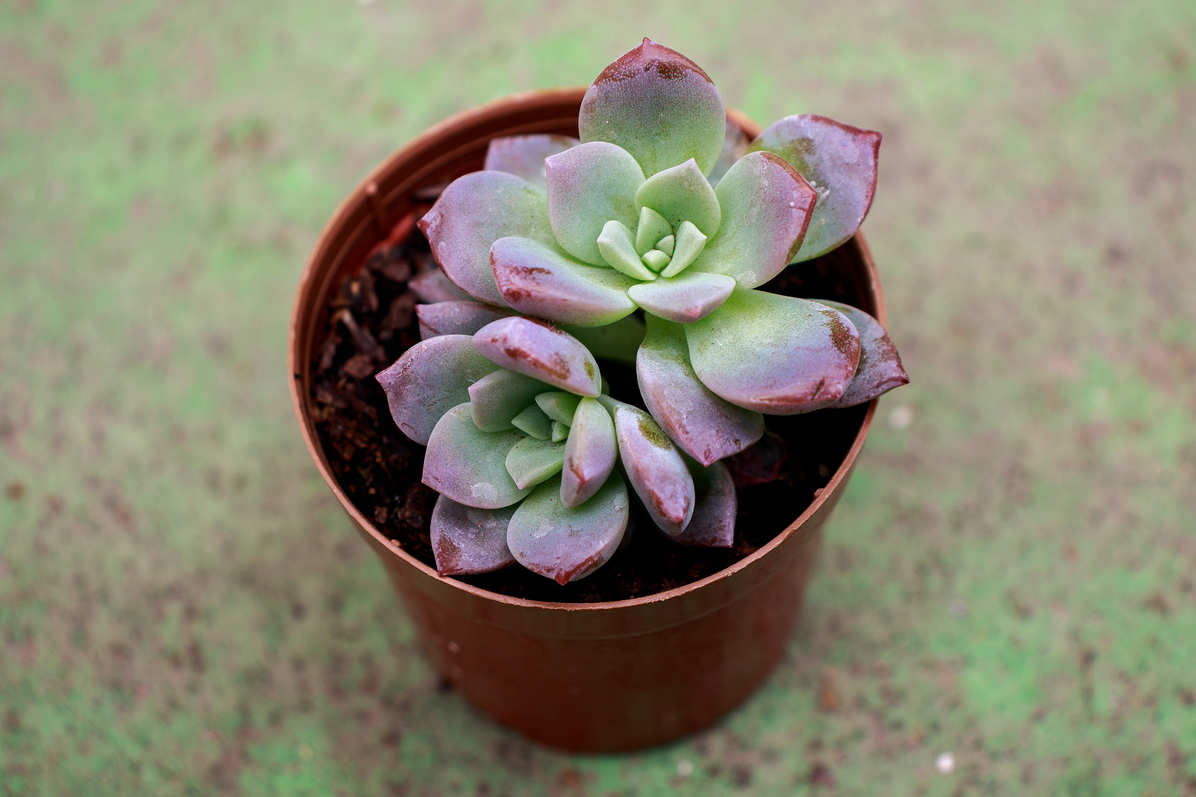 48 - Graptoveria Milky Way