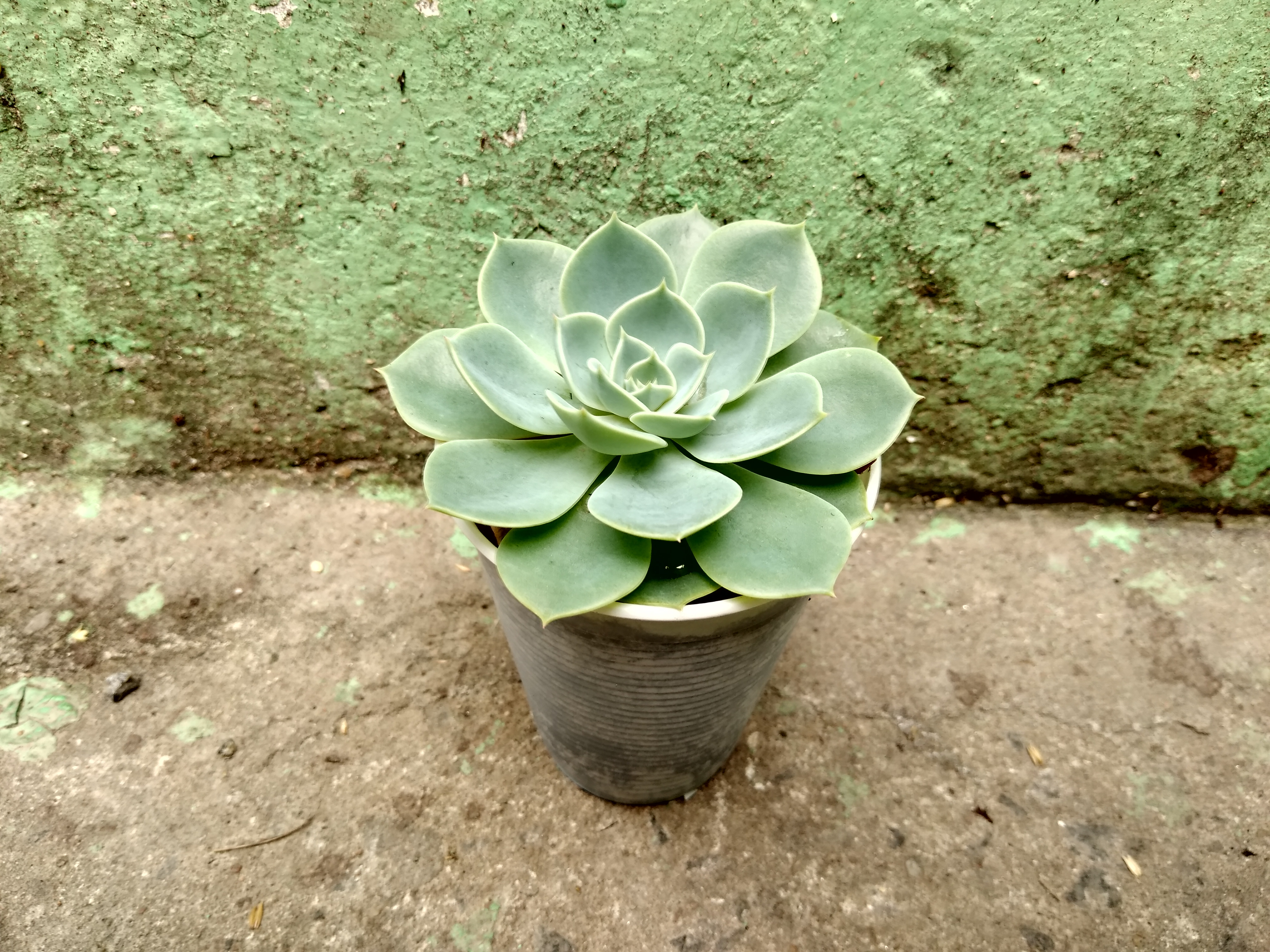 9 - Echeveria pumila