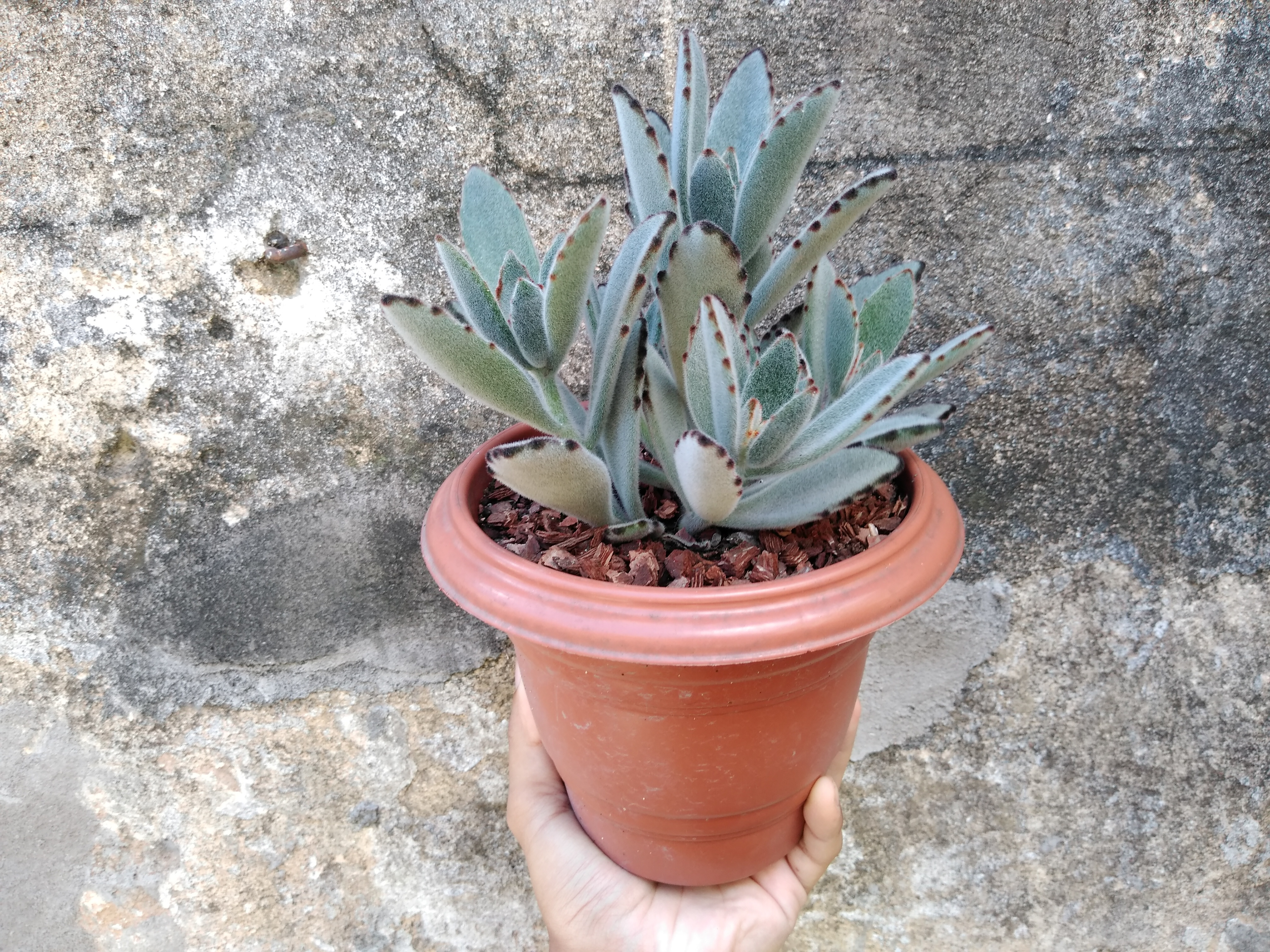 21 - Kalanchoe tomentosa - Orelha de gato