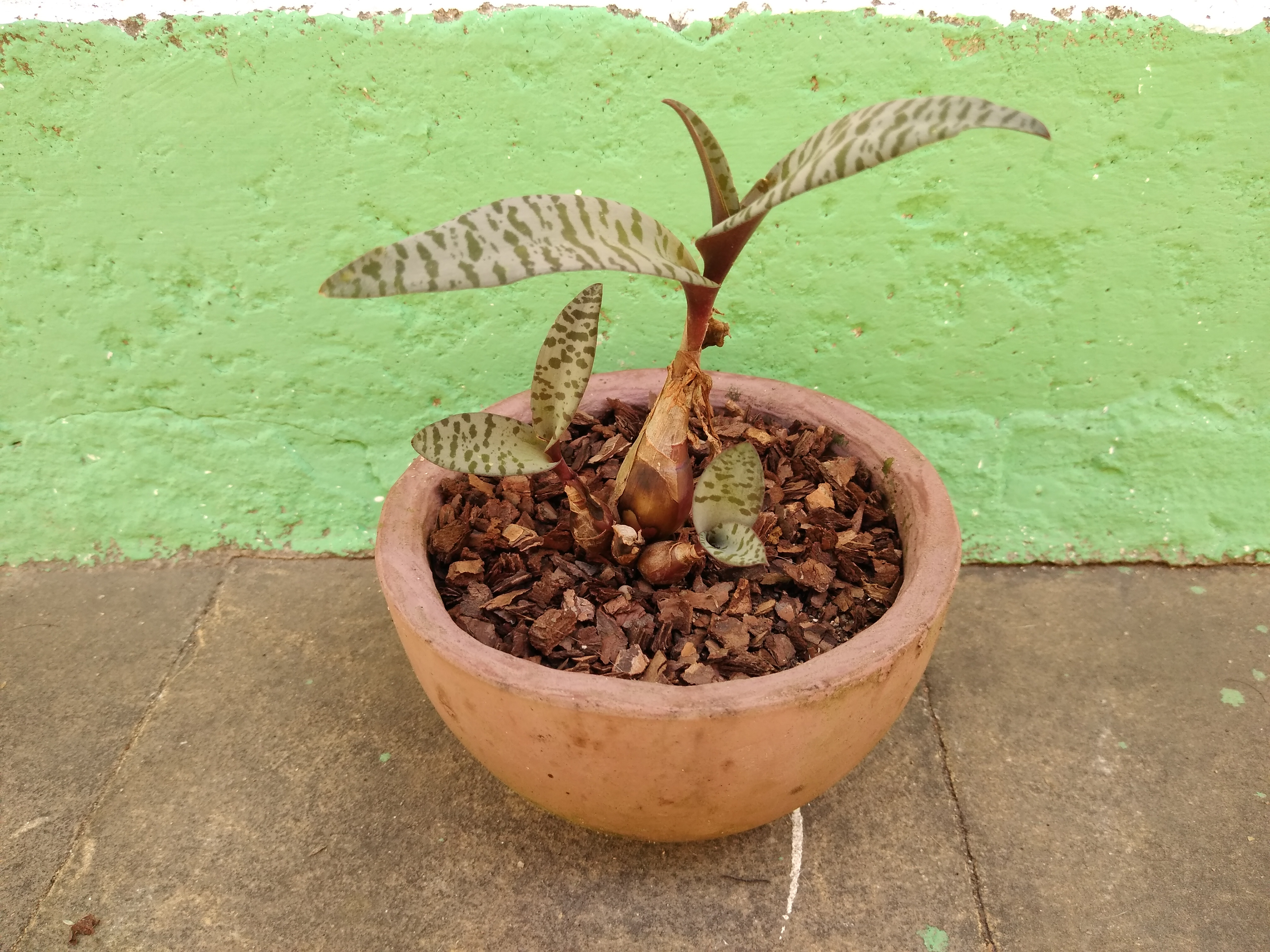 10 - Ledebouria socialis - Lírio-leopardo