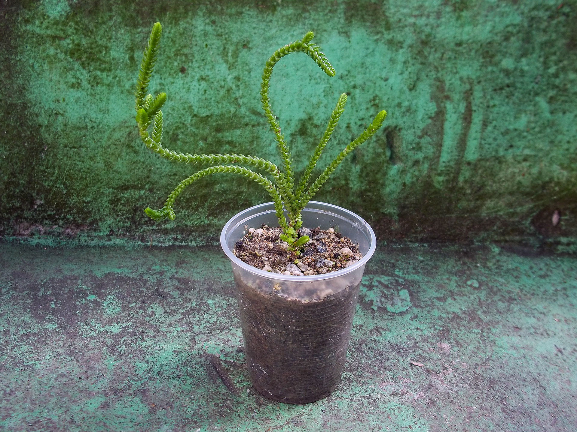 7 - Crassula muscosa – Cauda de lagarto