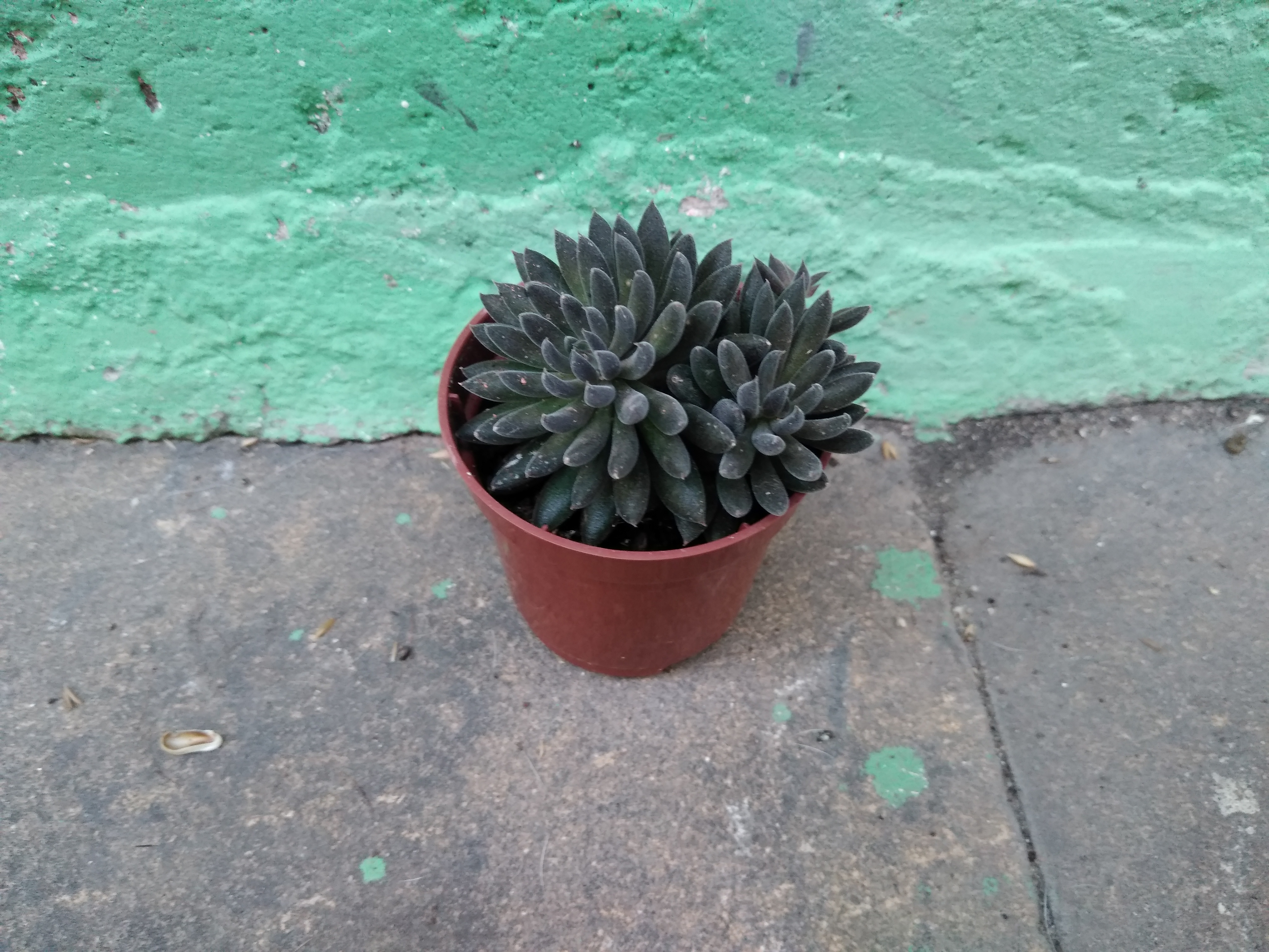 36 - Sinocrassula yanunensys
