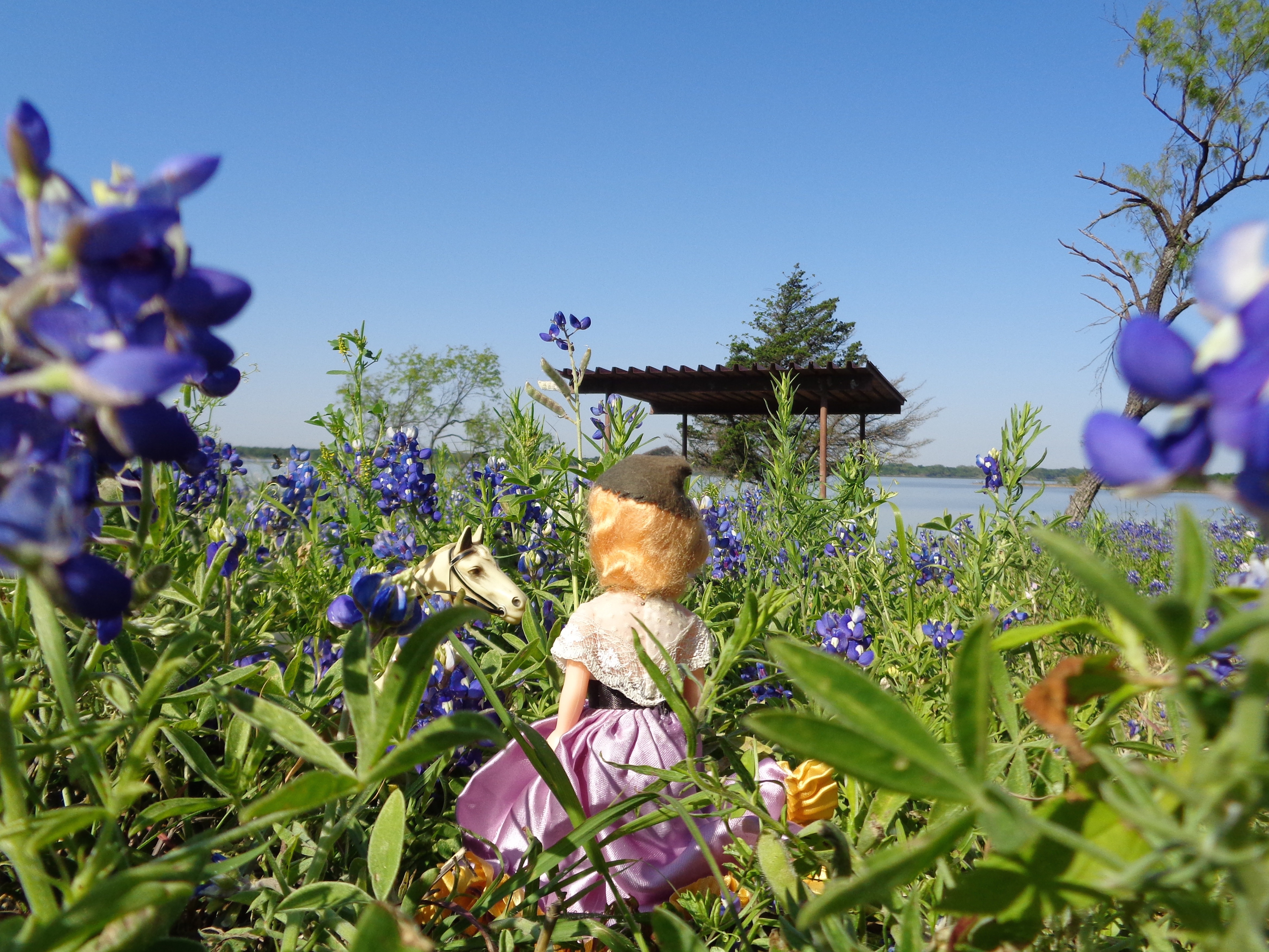 Bluebonnets Ennis, TX