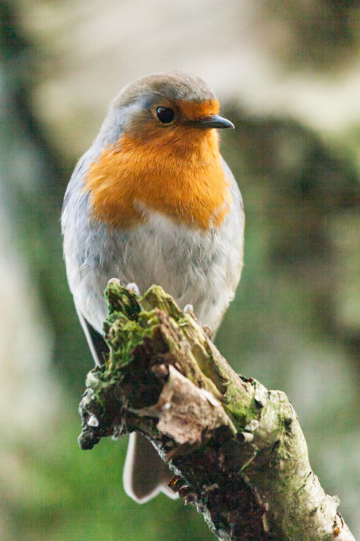 RSPB Leighton Moss