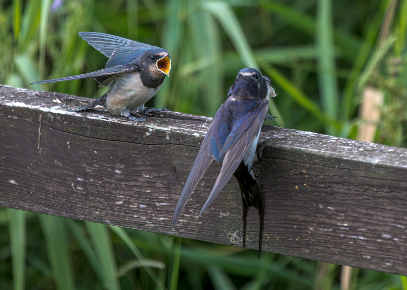 Young Swallows