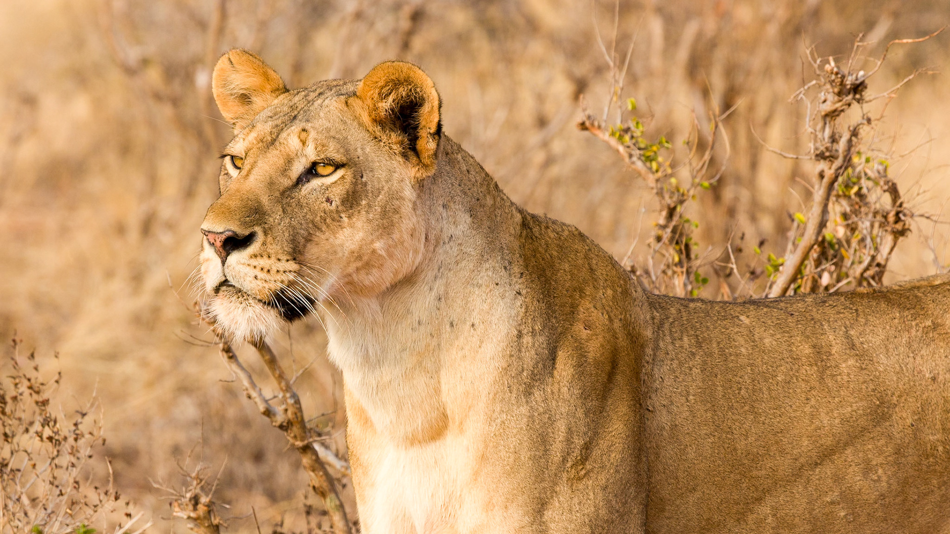 Tsavo Reserves, Kenya