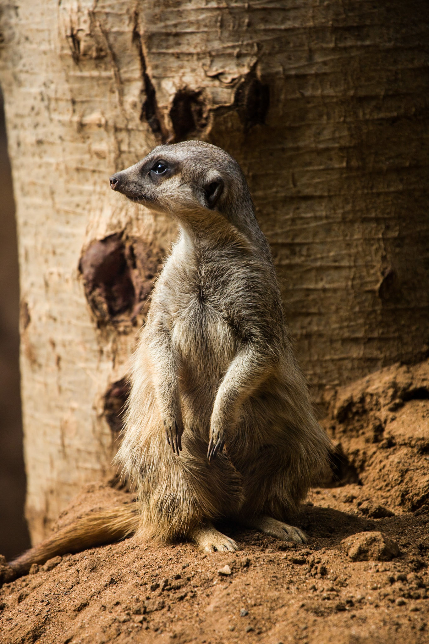 Loro Parque