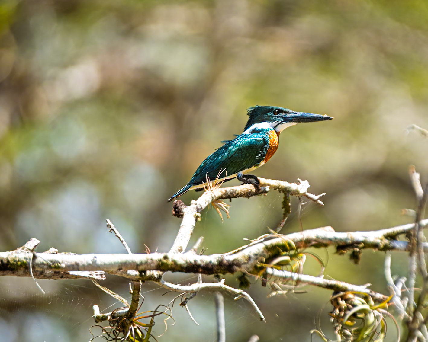 Amazon Kingfisher