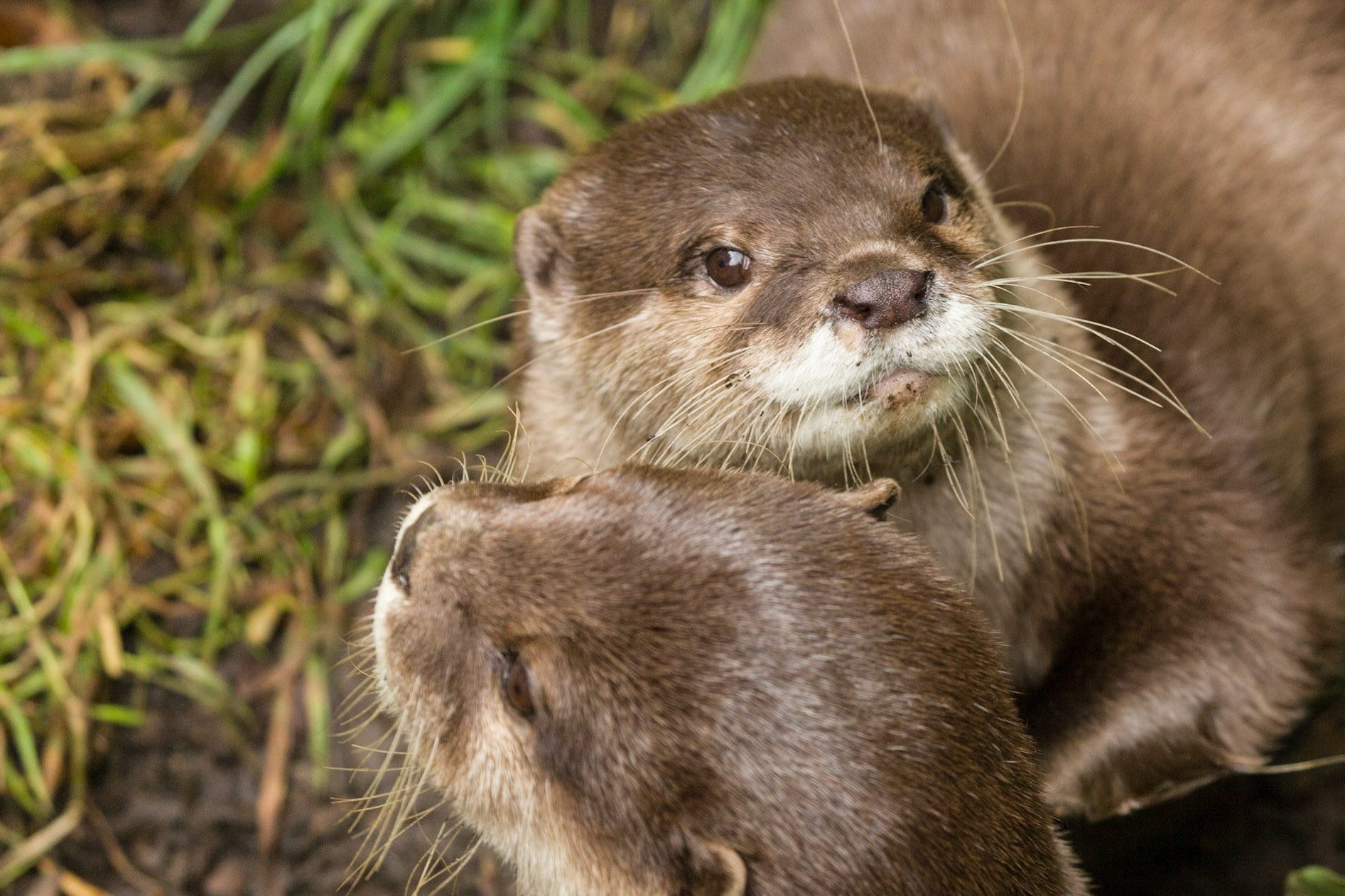 Chestnut Centre Otter, Owl and Wildlife Park, Chapel-en-le-Frith
