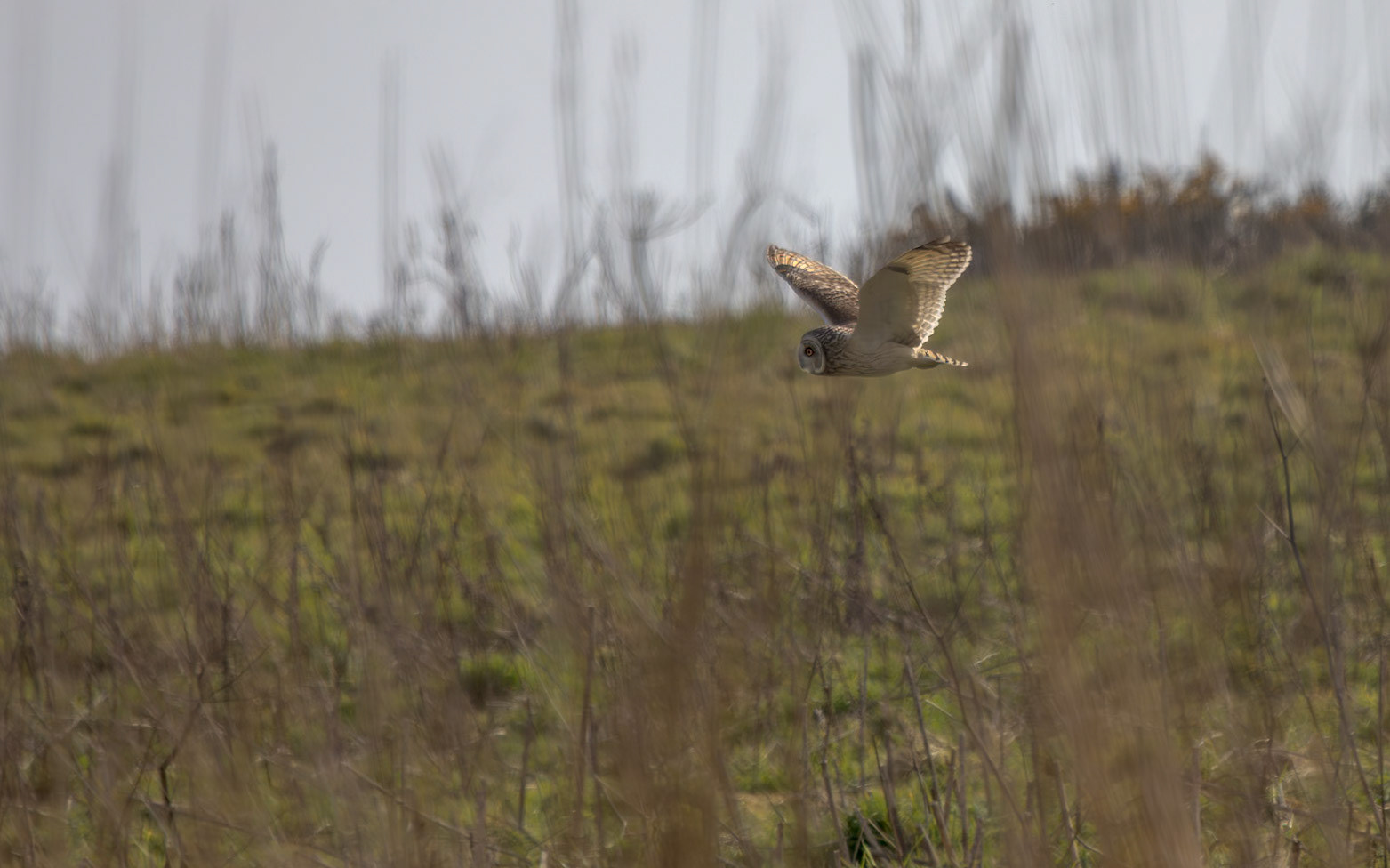 Short Eared Owl RSPB Bempton
