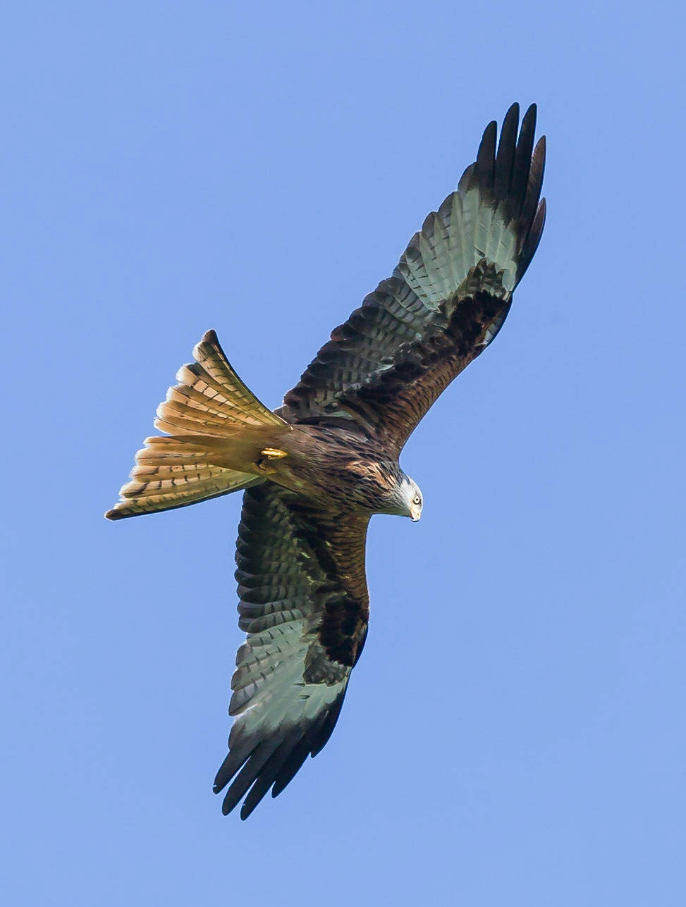 Red Kite Feeding Centre Brecon Beacons