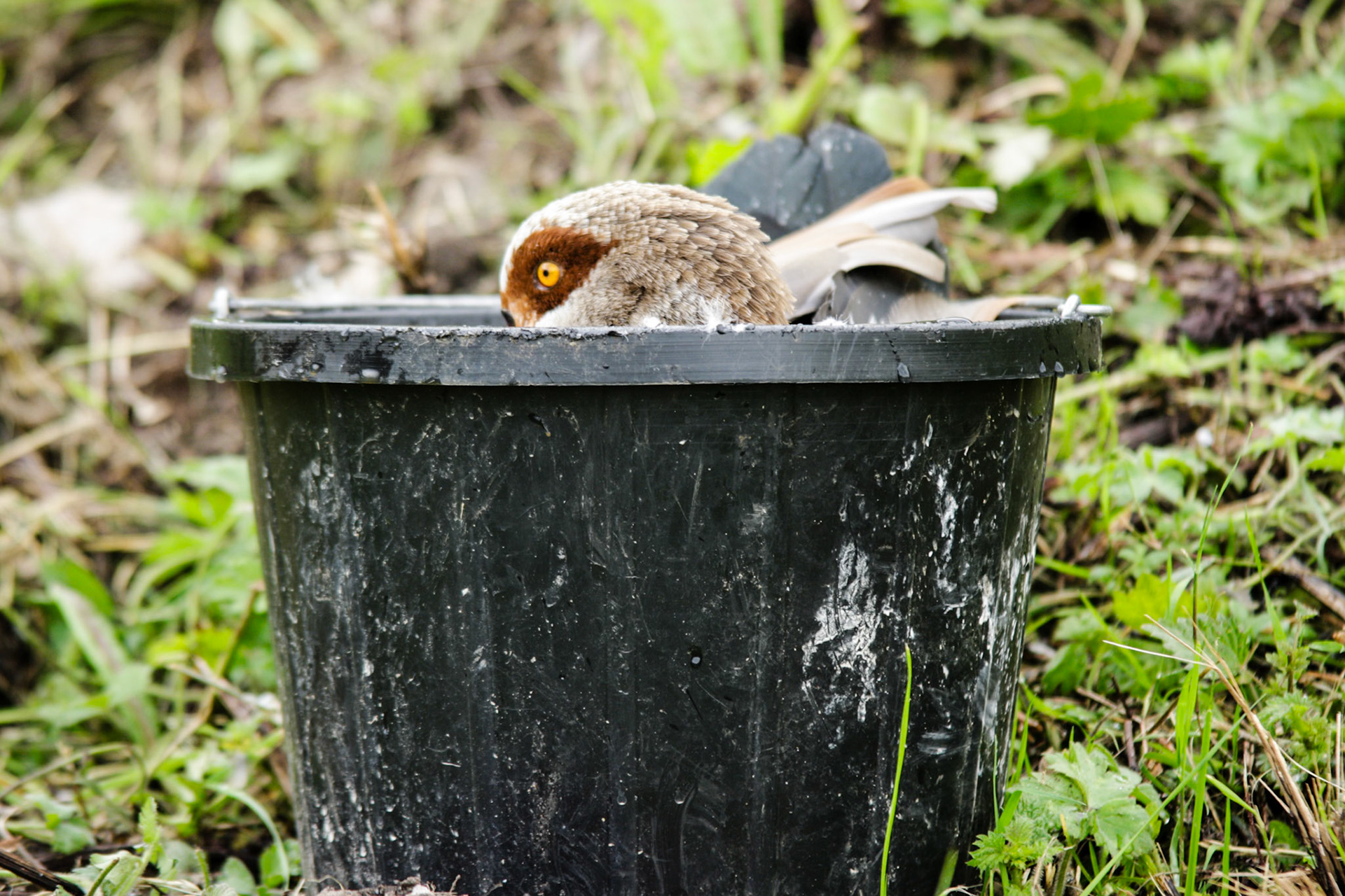 Pre-fabricated  Nest - Blackbrooke Country Park