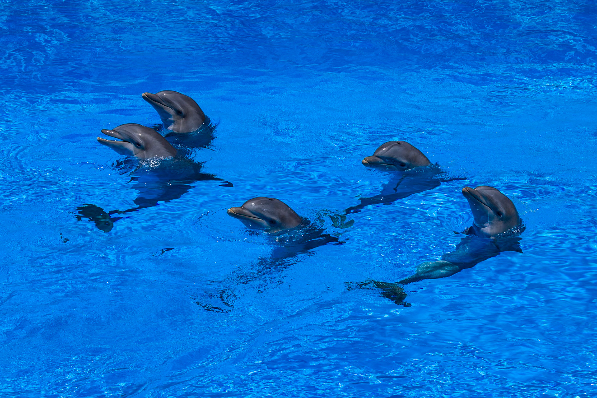 Palmitos Park, Gran Canaria, Dolphins