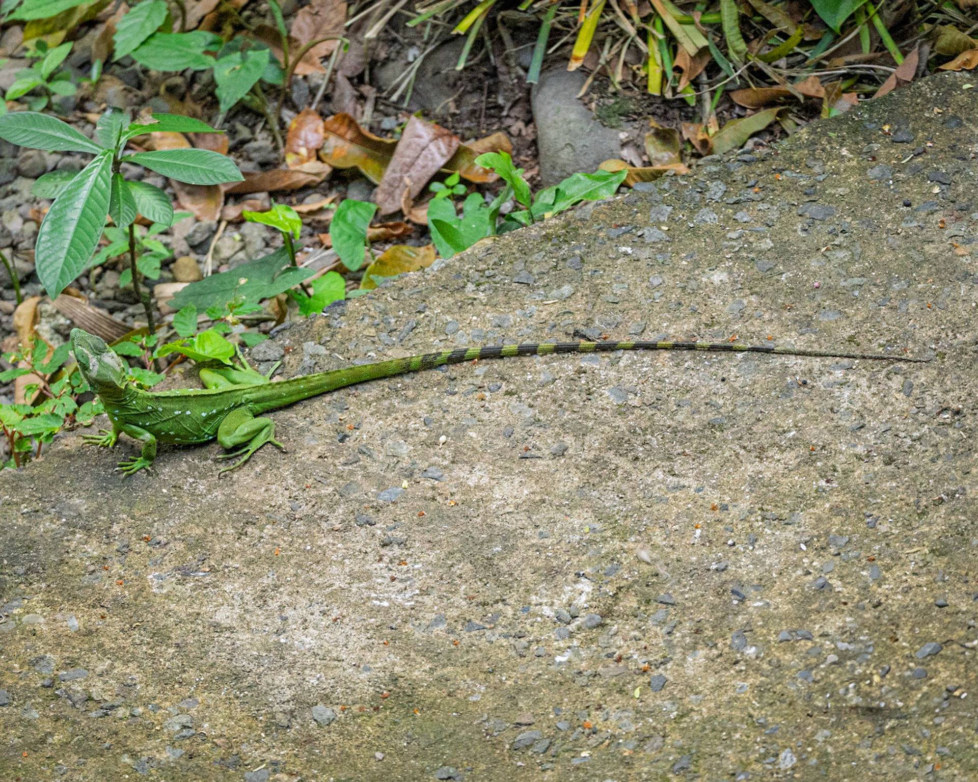 Green Striped Lizard