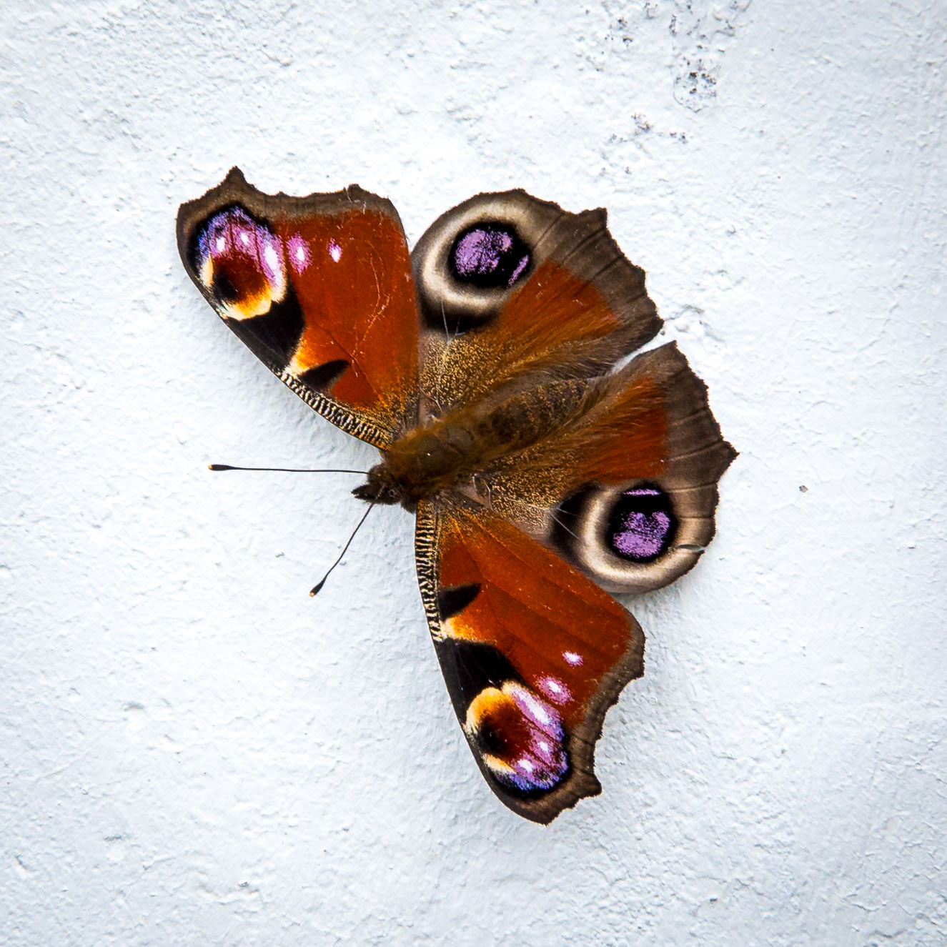 Peacock Butterfly