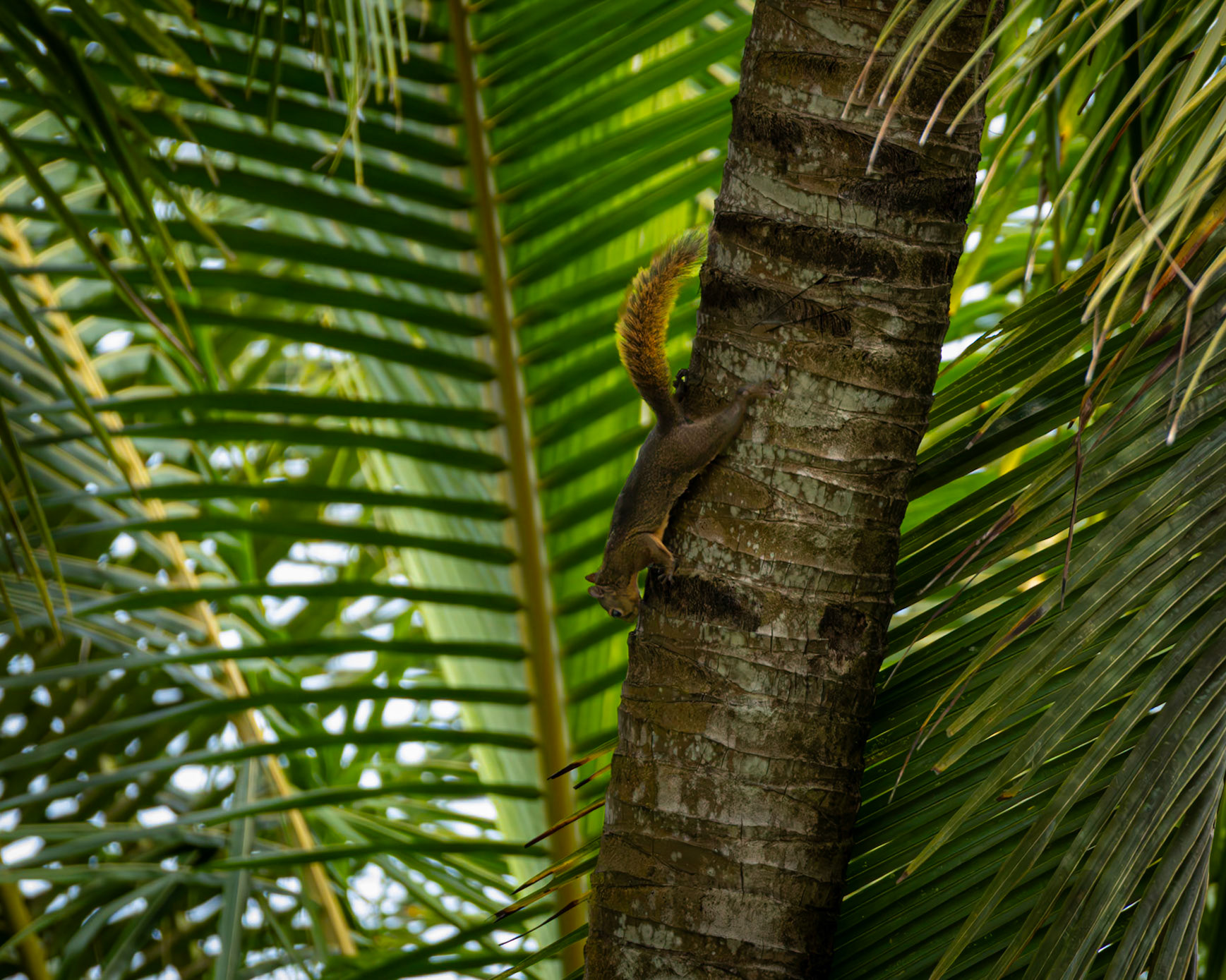 Costa Rica, Squirrel
