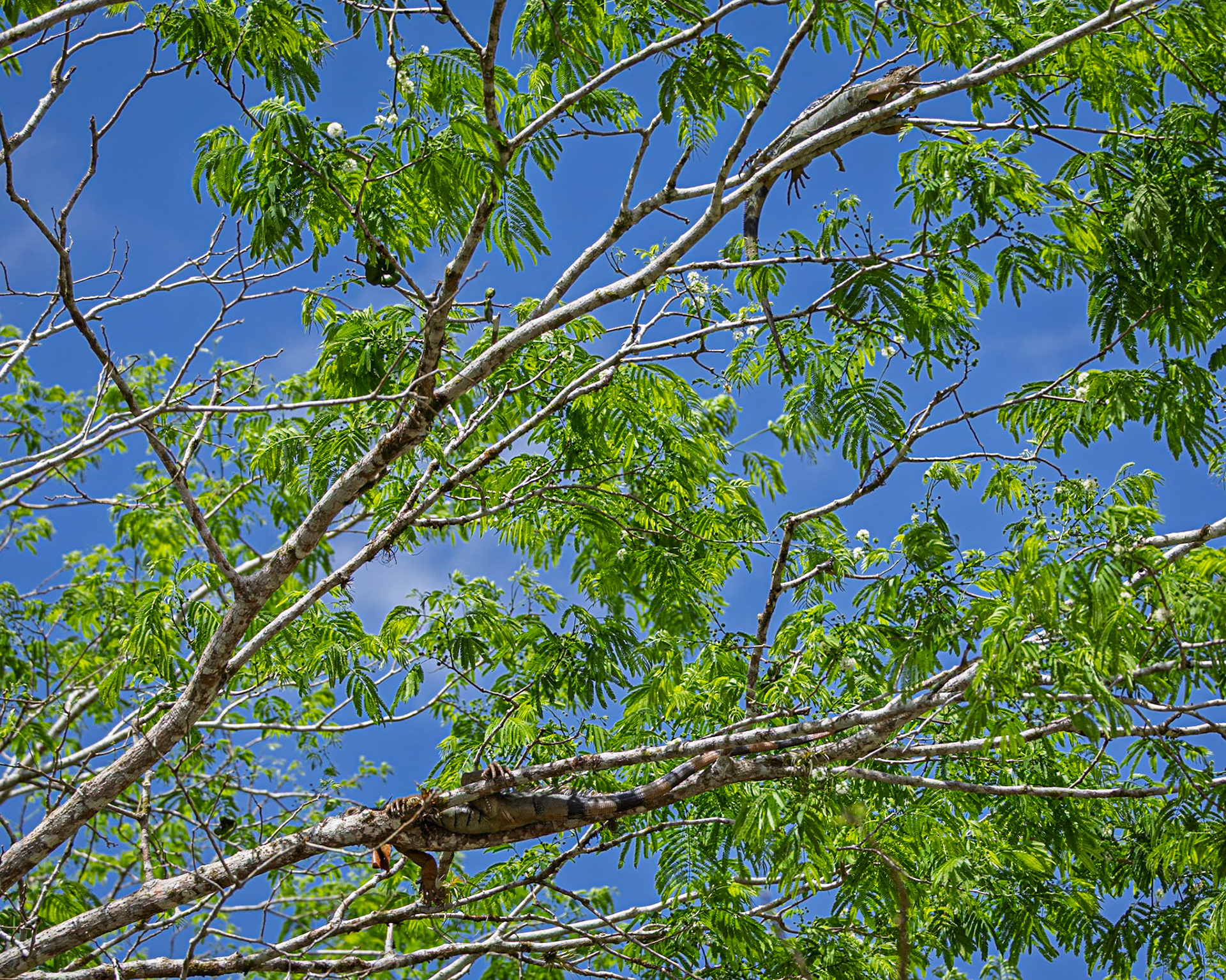 Green Iguana