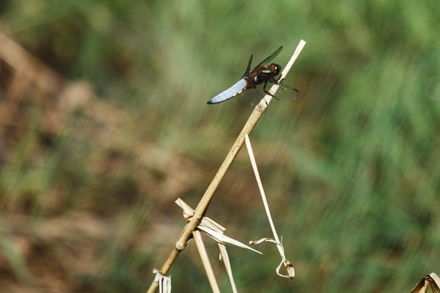 Often seen near still-water lakes and ponds, feeding on many types of small insects. They occur in both bare and sunny locations, where it is often the first dragonfly to colonise new habitats such as newly created ponds, and well vegetated ponds