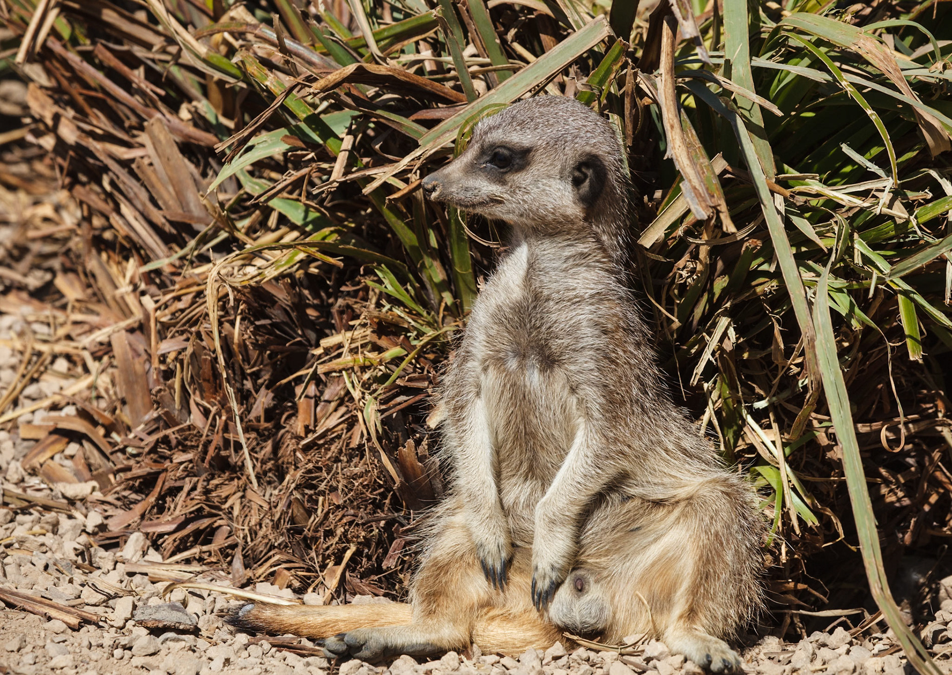 Blackbrook Zoological Park
