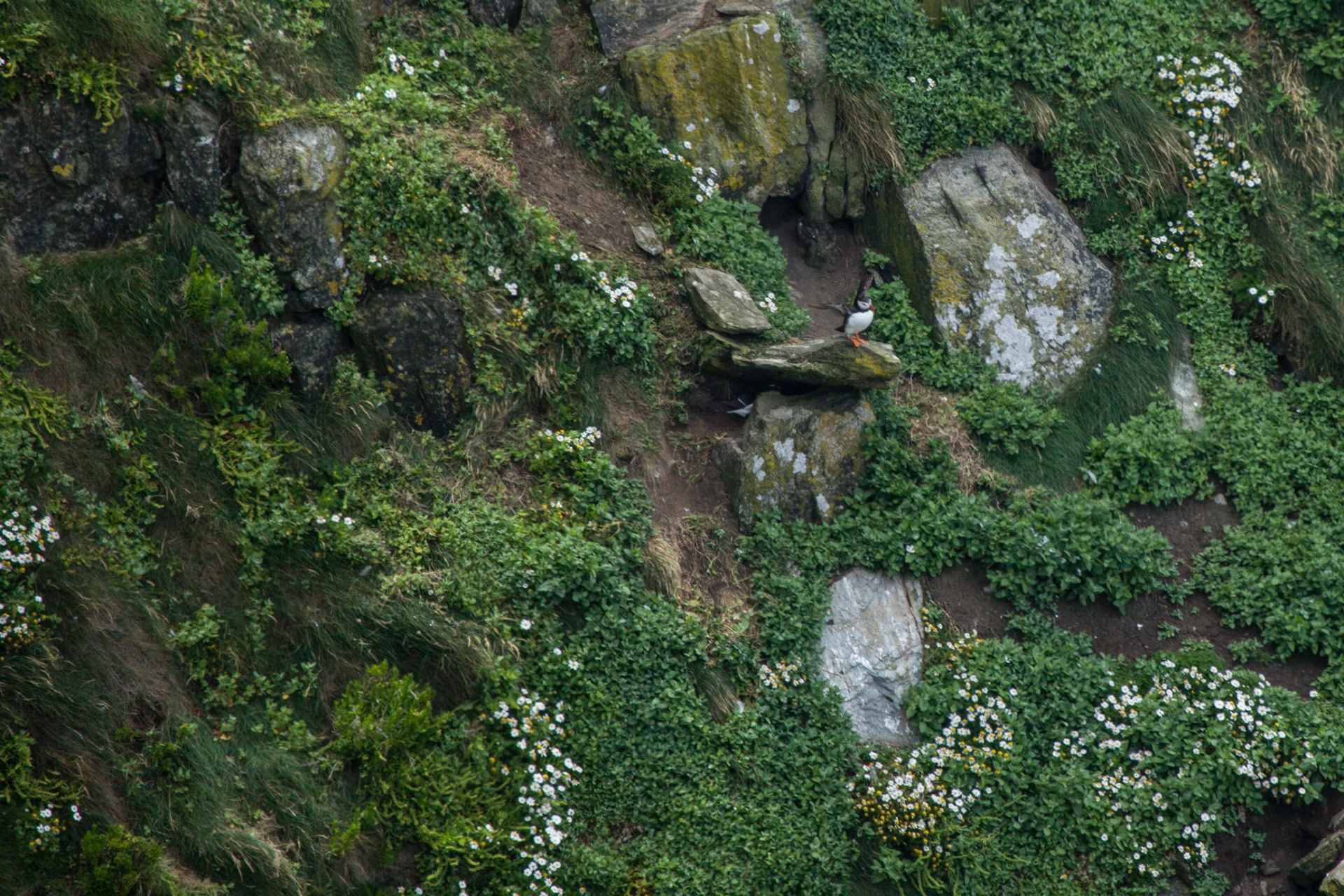 rspb South Stack