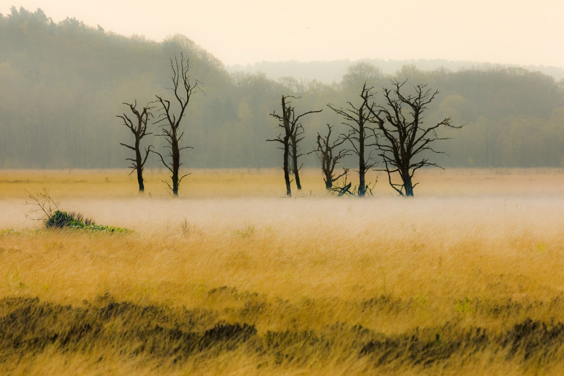 Foulshaw Moss