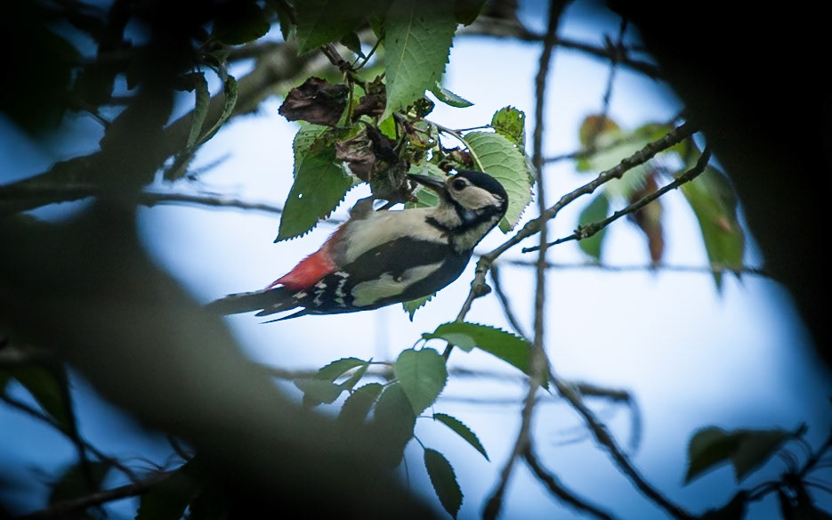 Great Spotted Woodpecker