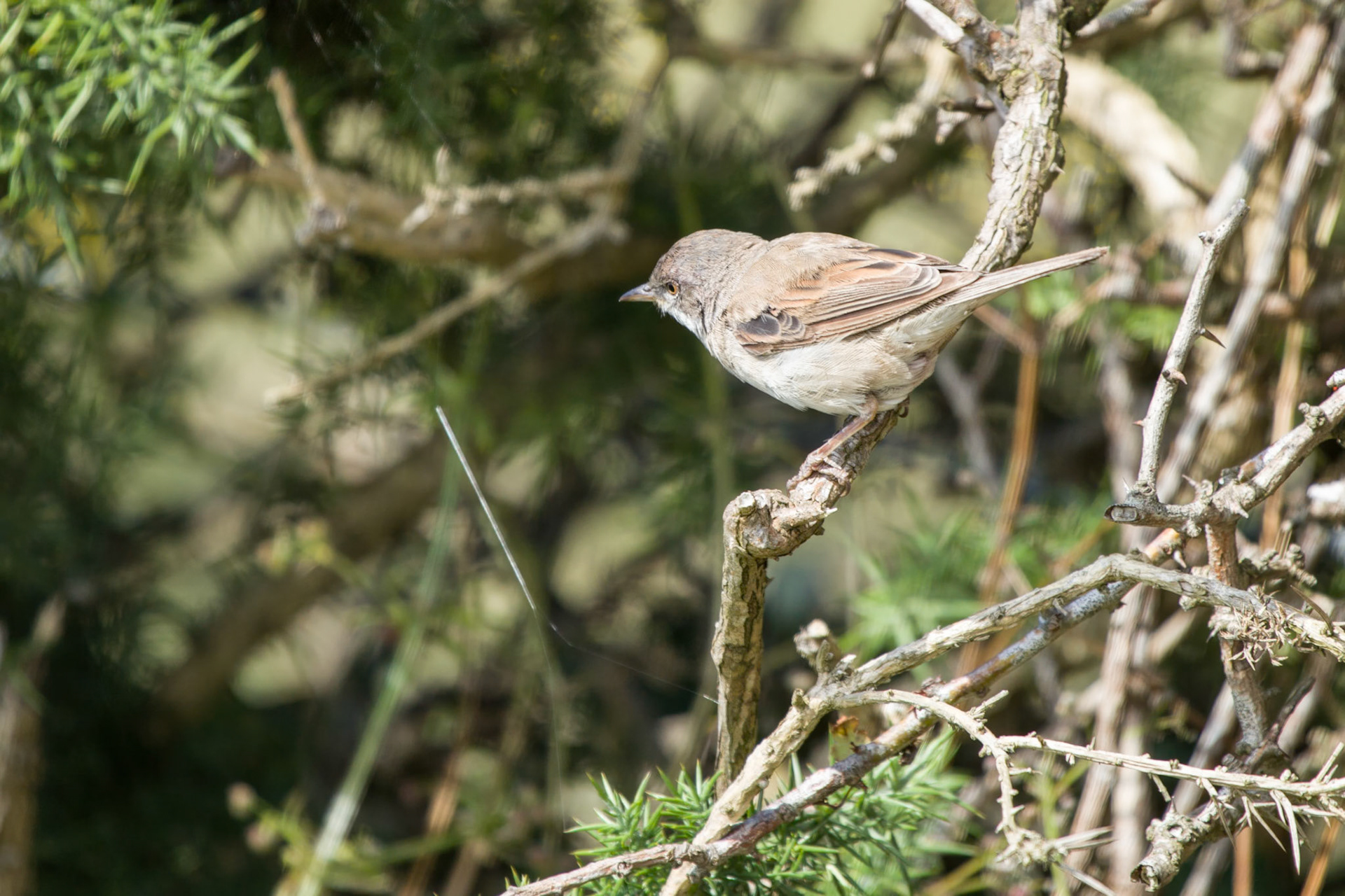 RSPB South Stack