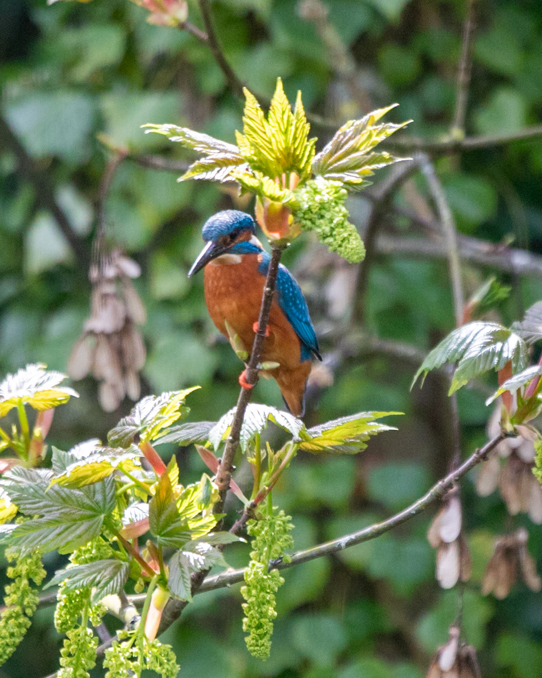 Kingfisher at Chester Zoo