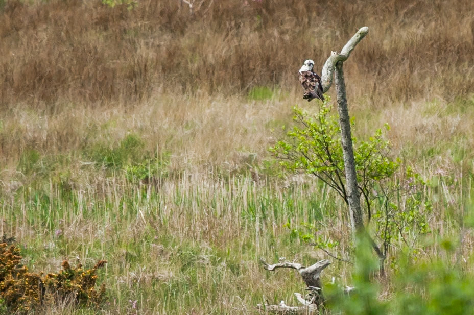 Dyfi Osprey Project