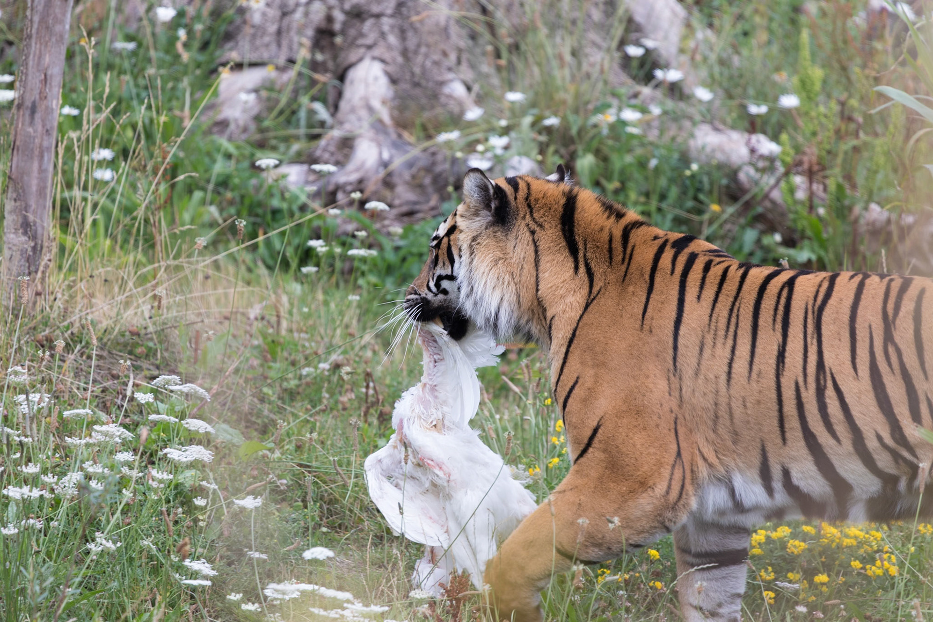 Chester Zoo 2017