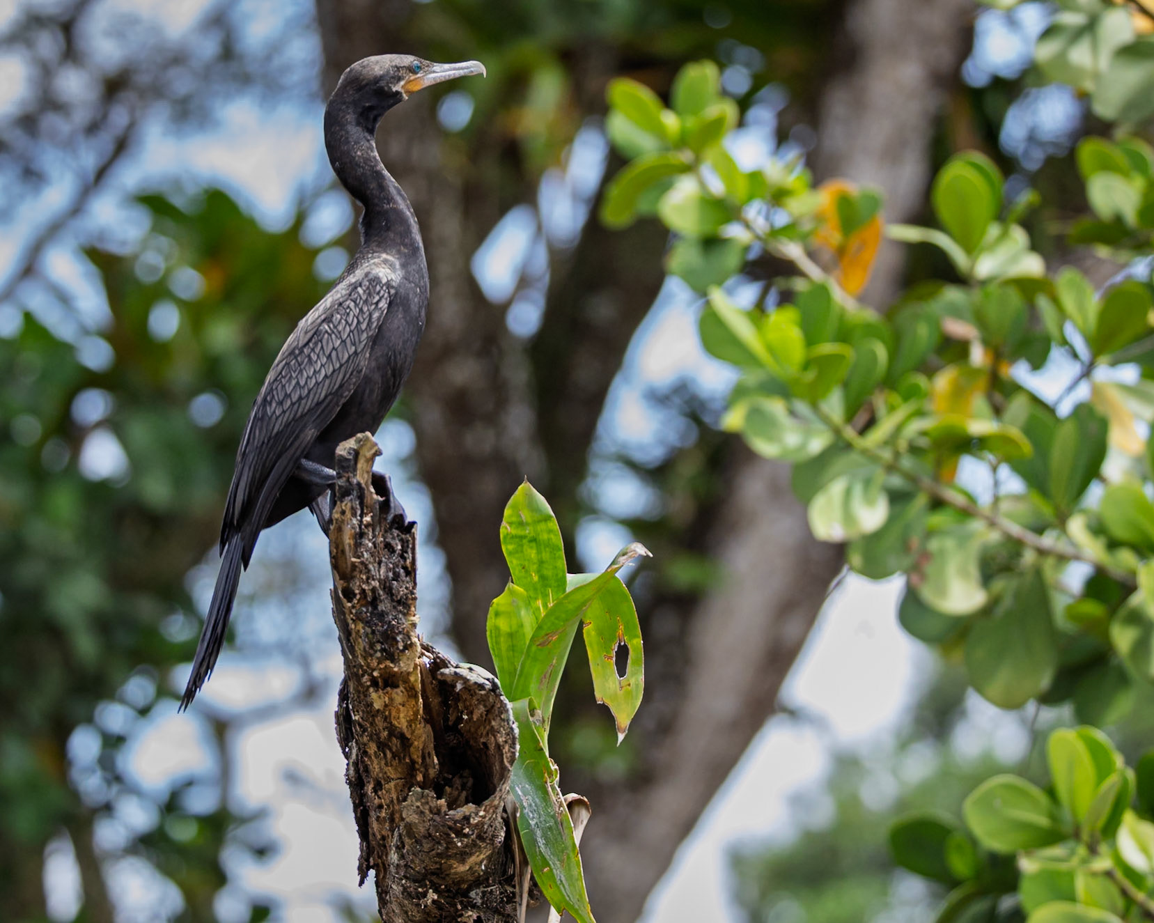 Cormorant