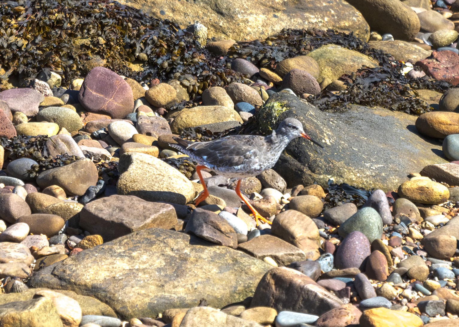 Redshank