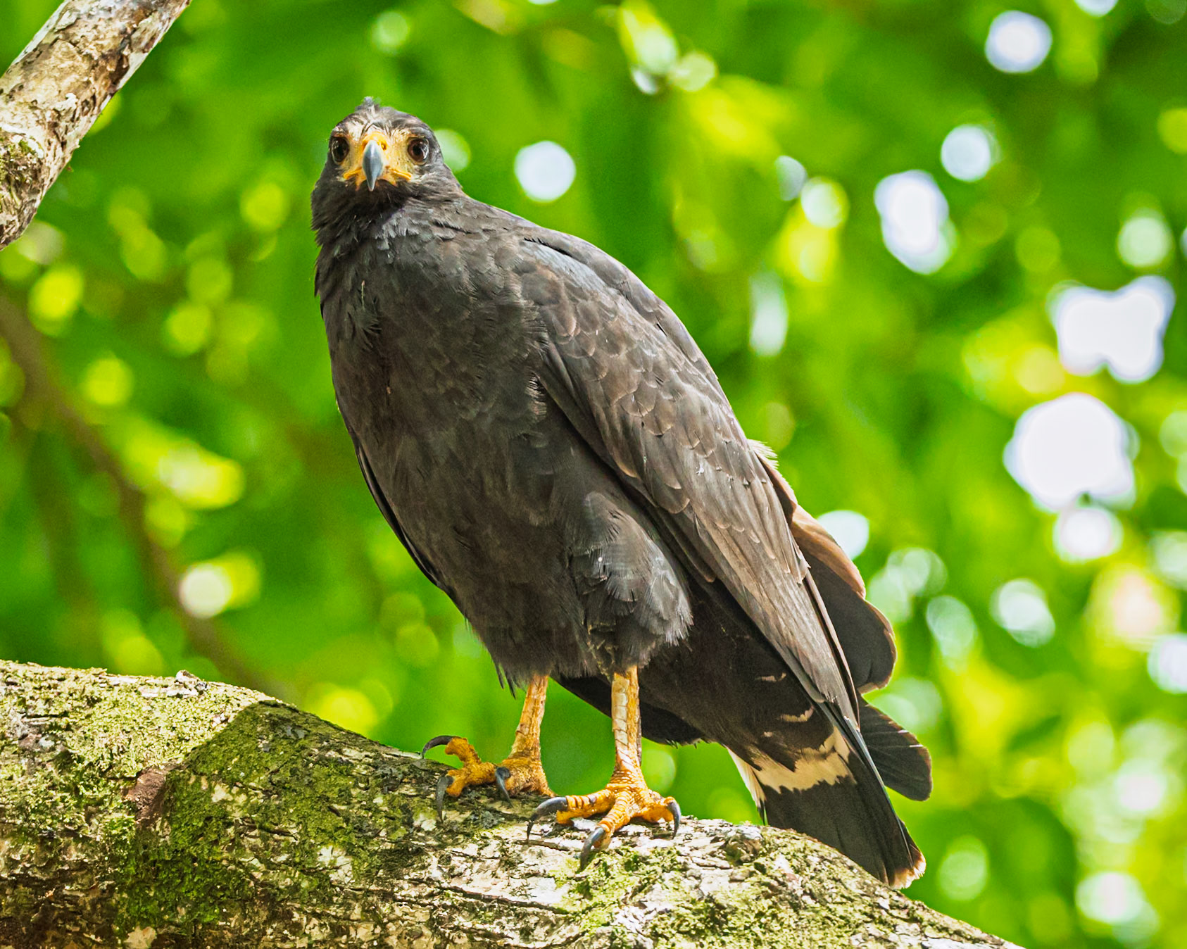 Mangrove Black-Hawk