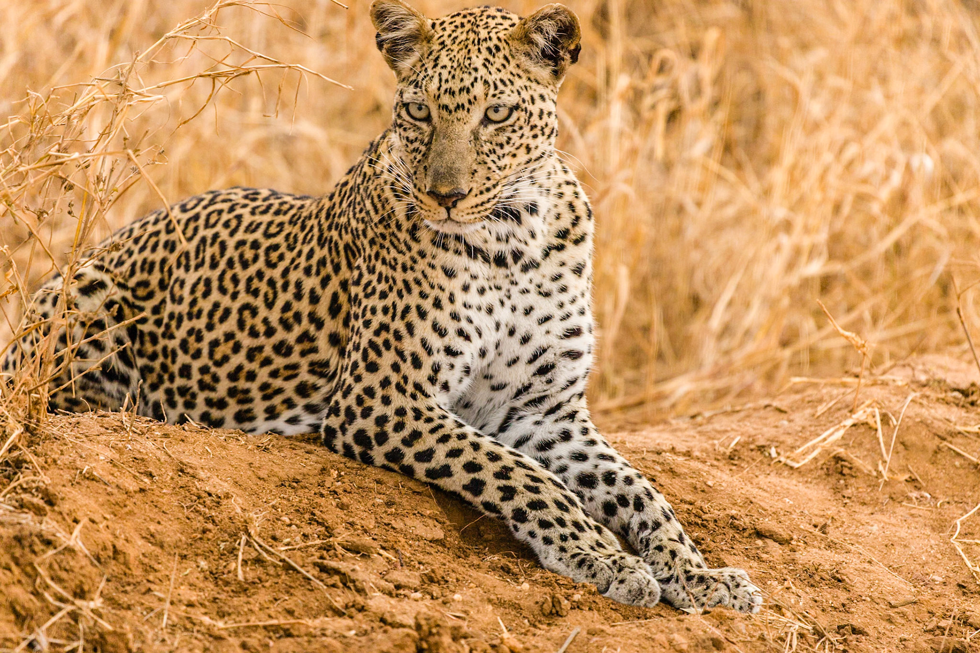 Photos taken at Tsavo East and West, Kenya