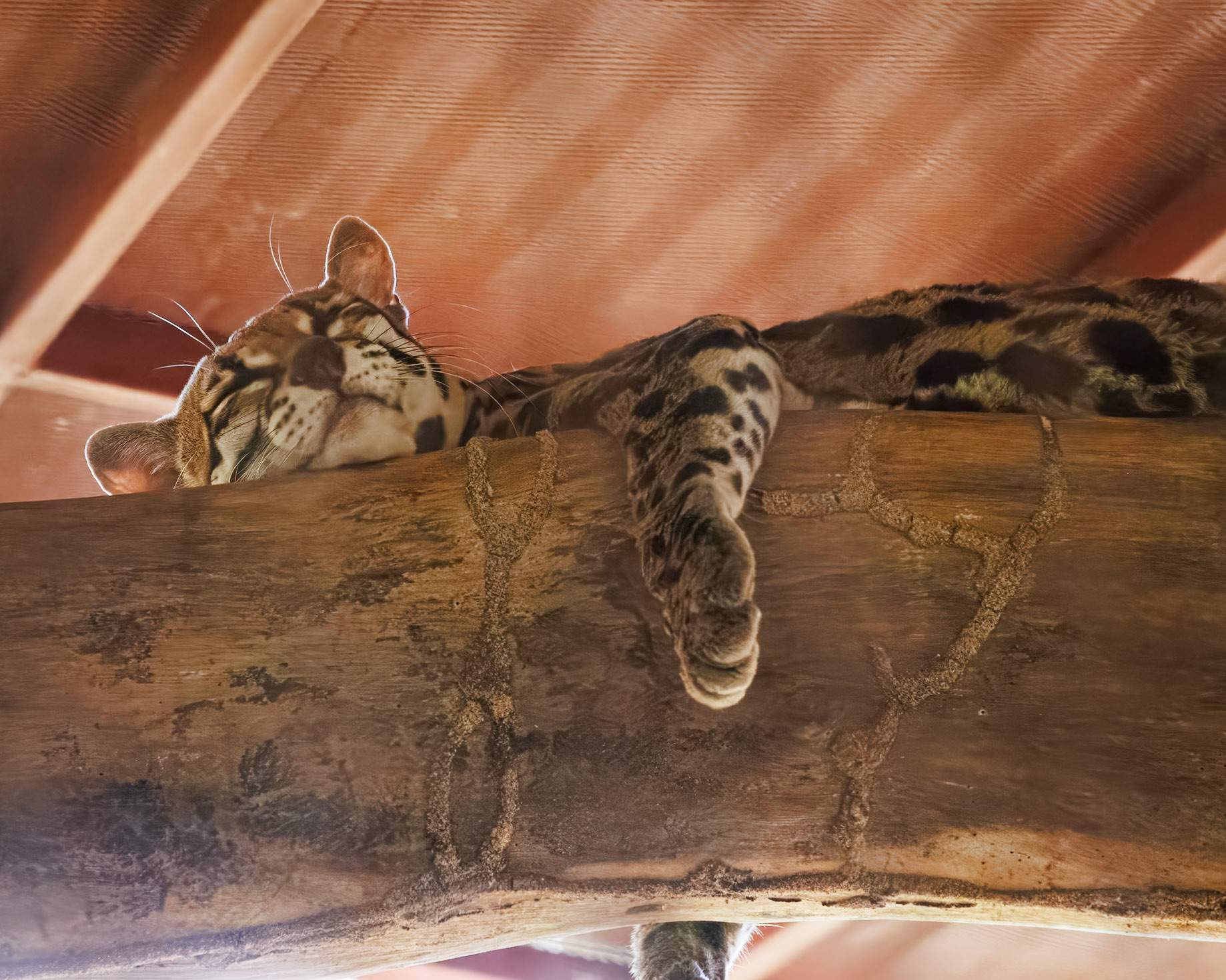 Jaguar Rescue Centre, Margay (naughty cannot be released)