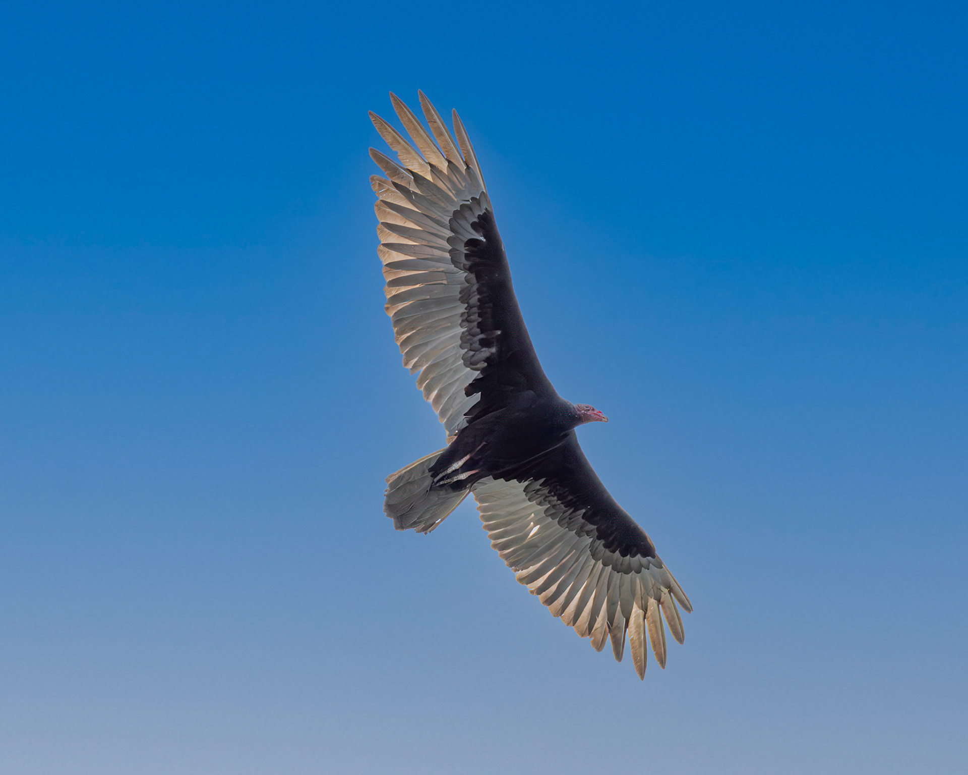 Turkey Vulture