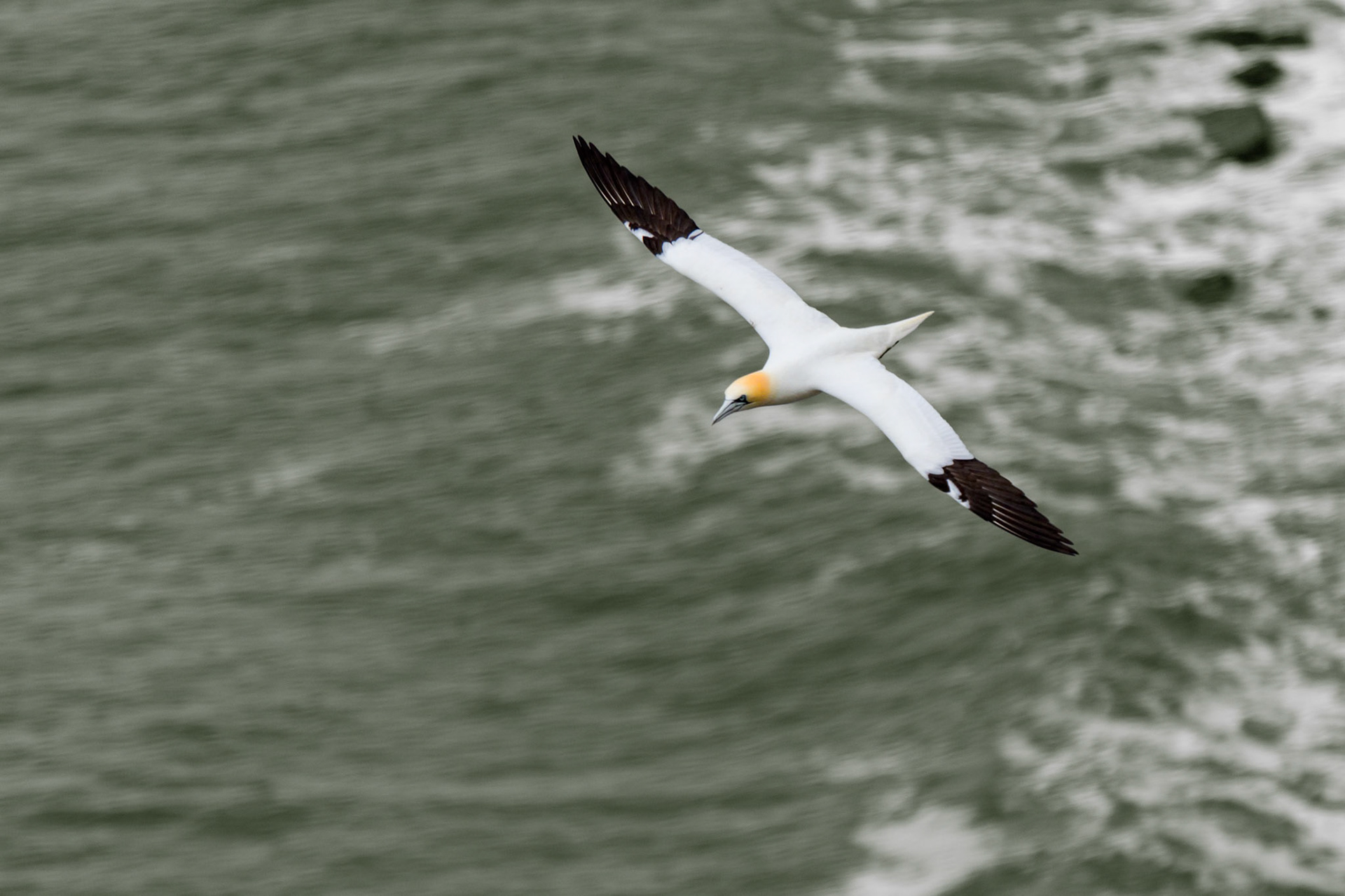 RSPB Bempton Cliffs