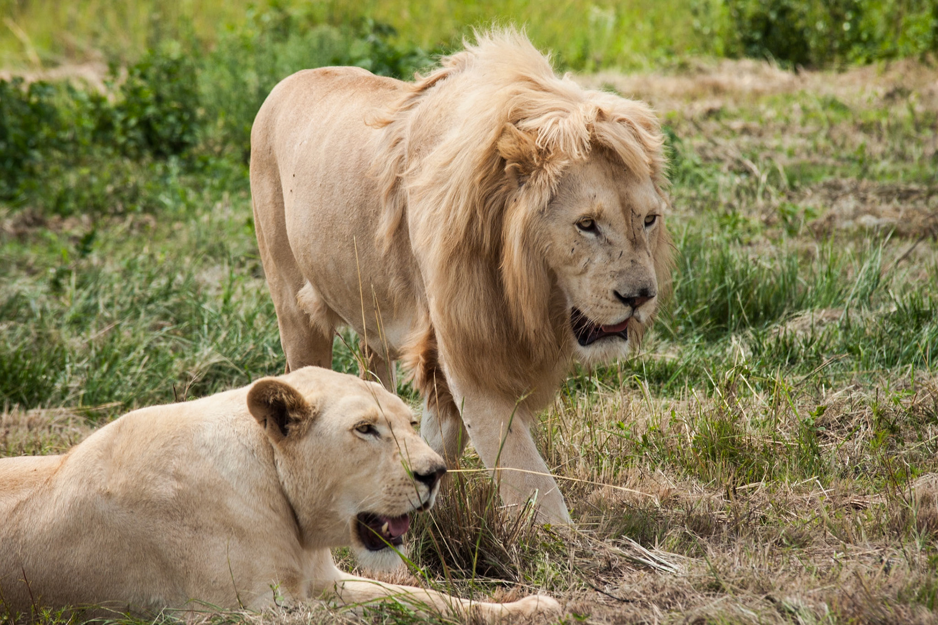 White Lions,  Rhino and Lion Nature Reserve