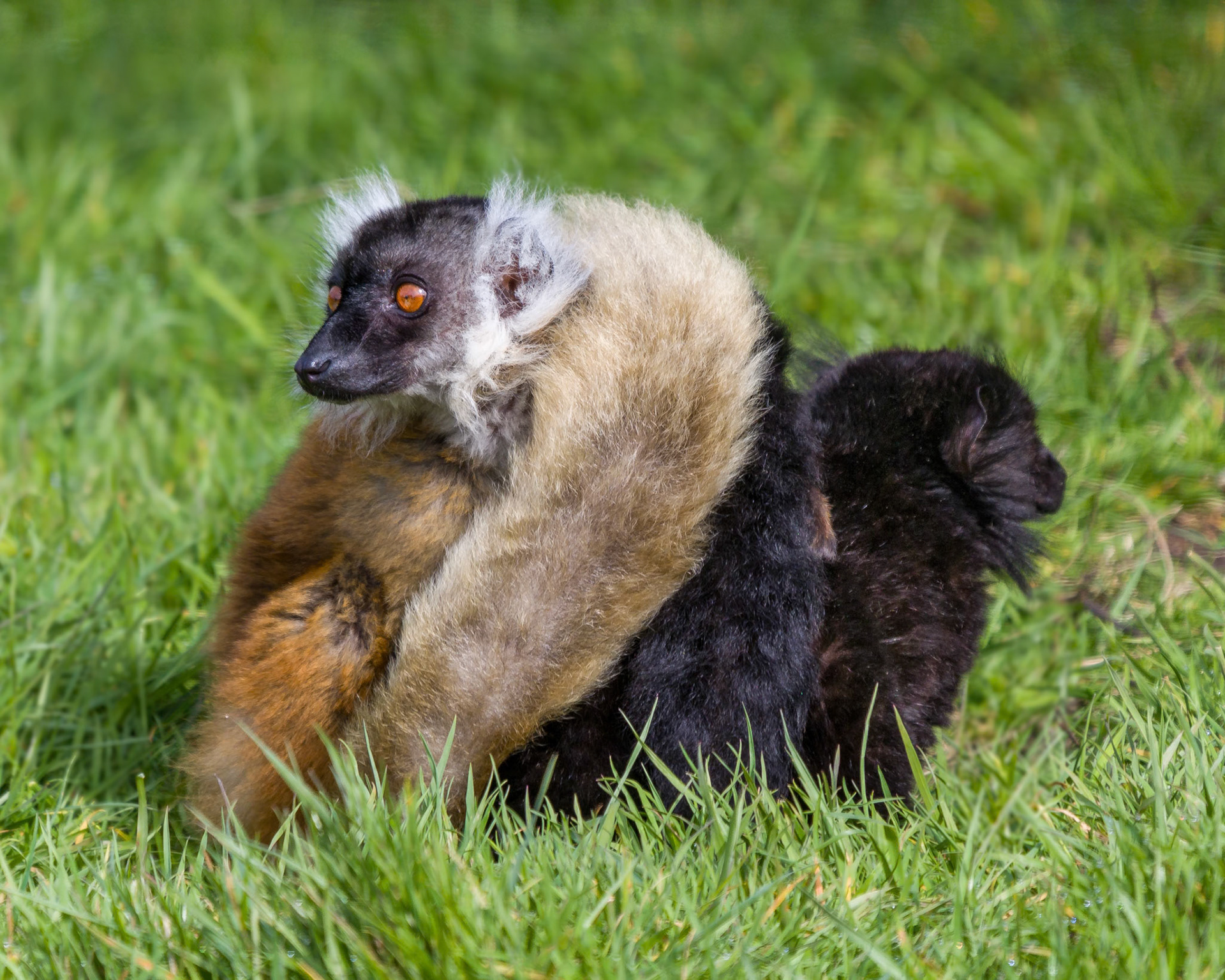 Peak Wildlife park