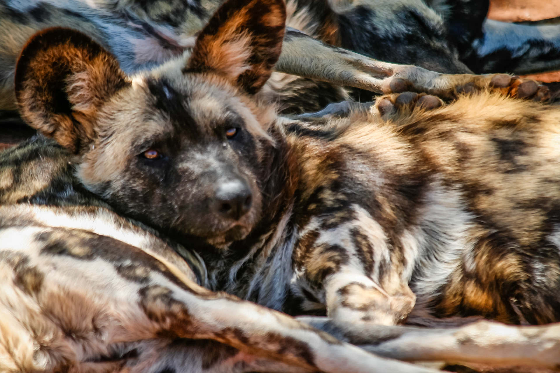 Huddle of firends - Wild Dogs Rhino and Lion Nature Reserve SA