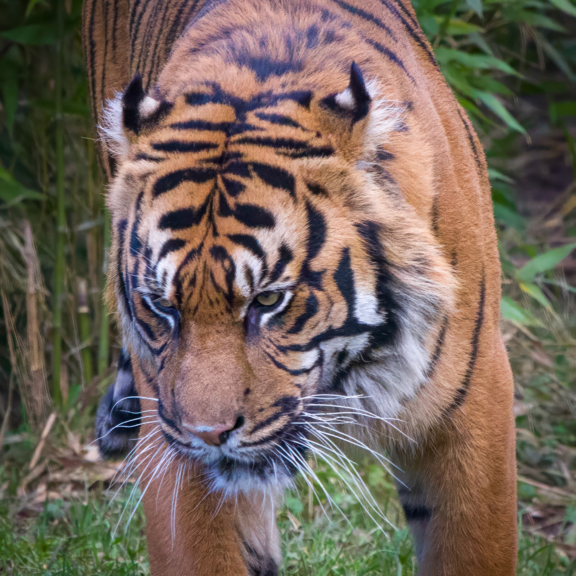 Sumatran Tiger, Chester Zoo