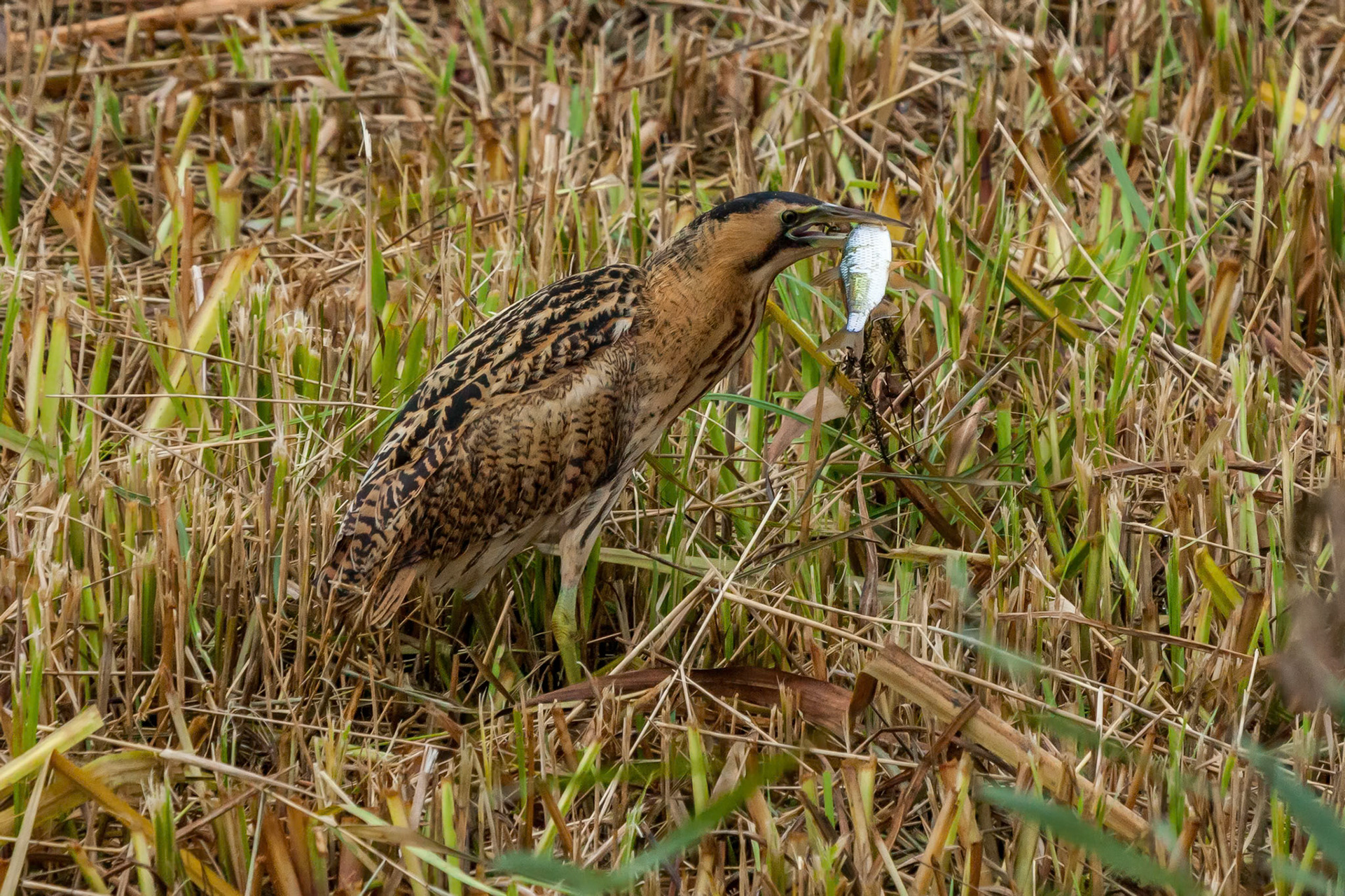 Bittern with supper