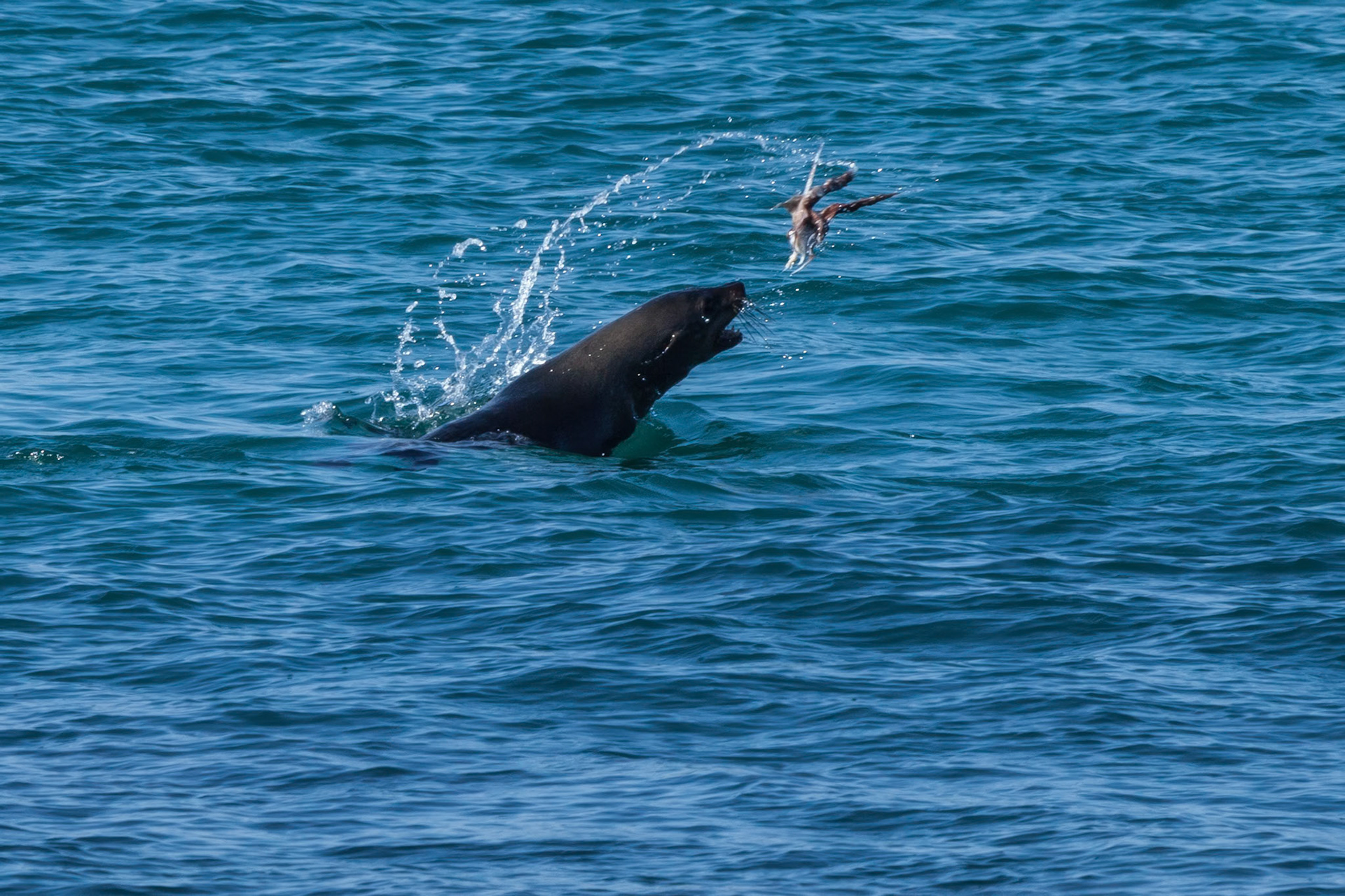In and around Cape St Francis South Africa