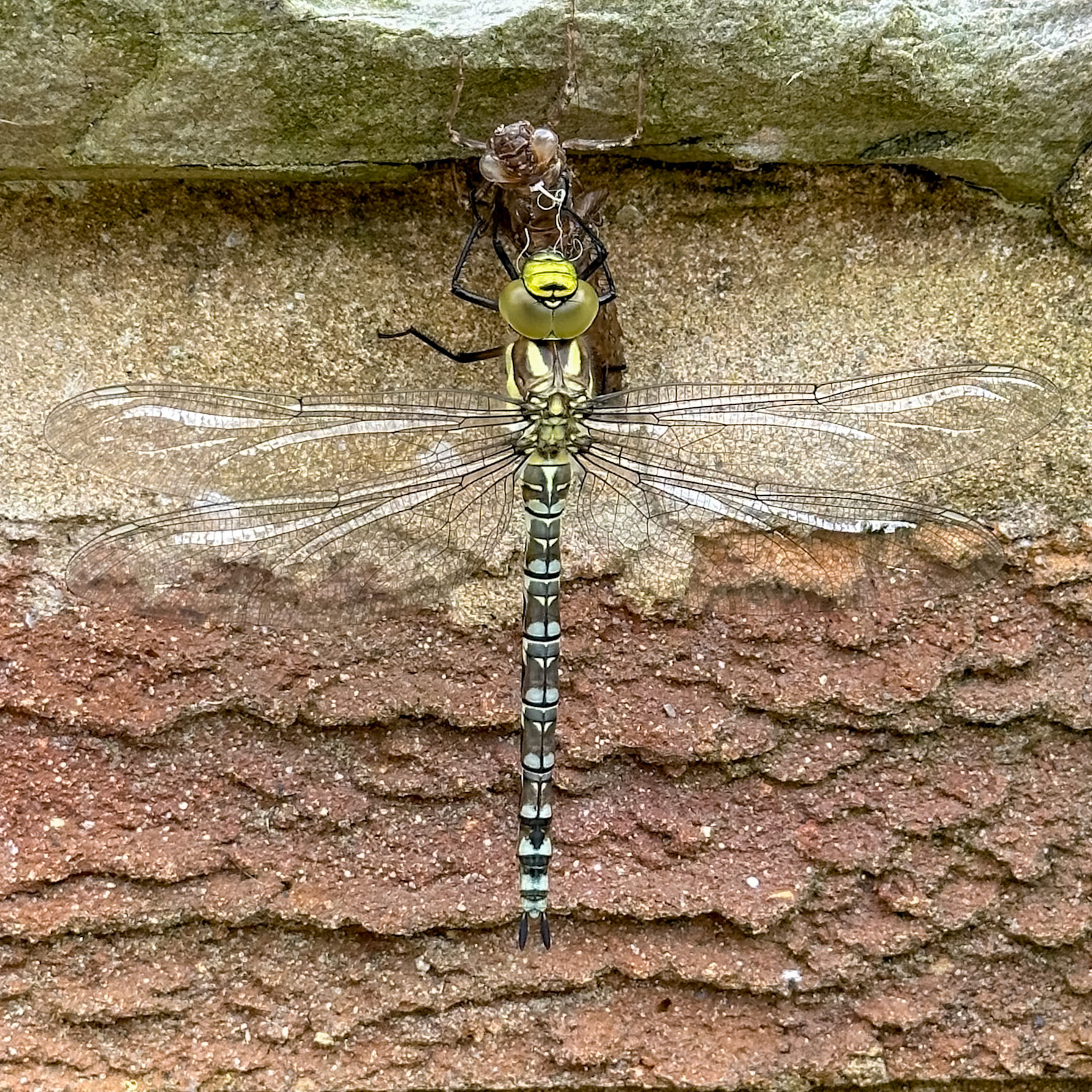 Southern Hawker Dragonfly