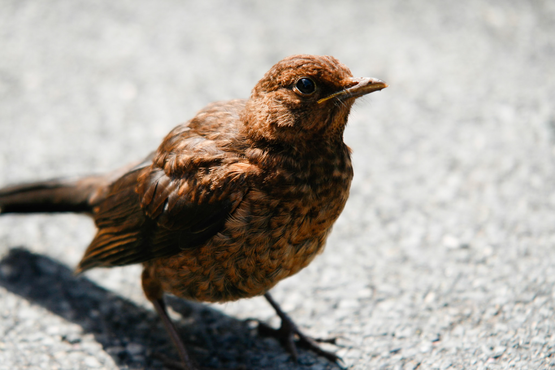 Young Blackbird hunting for scraps at the Eden centre